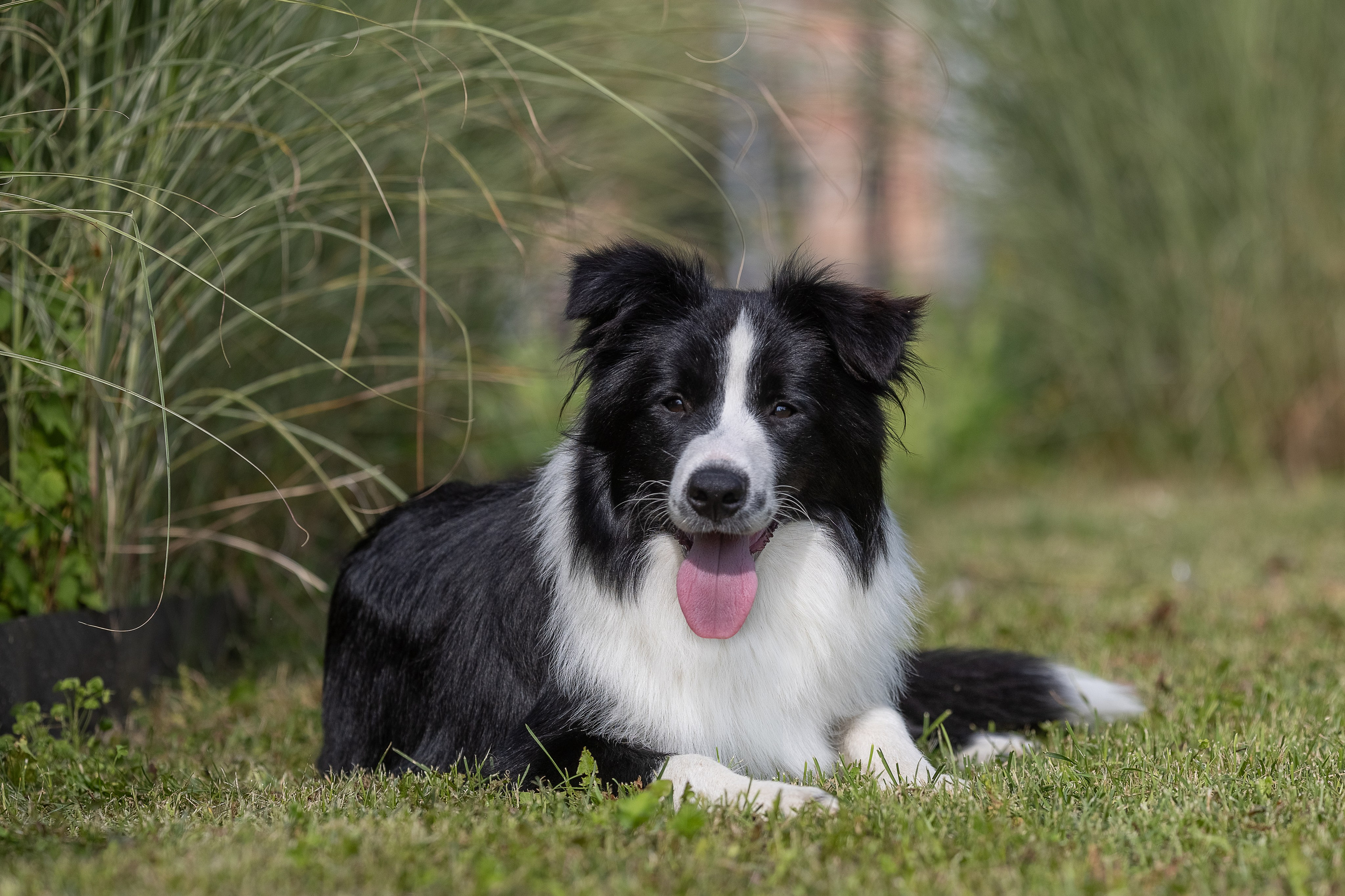 Фотосессия Перса и Дизеля. Купить щенка Вельш-корги-кардиган в семейном питомнике — Ice Fantasy