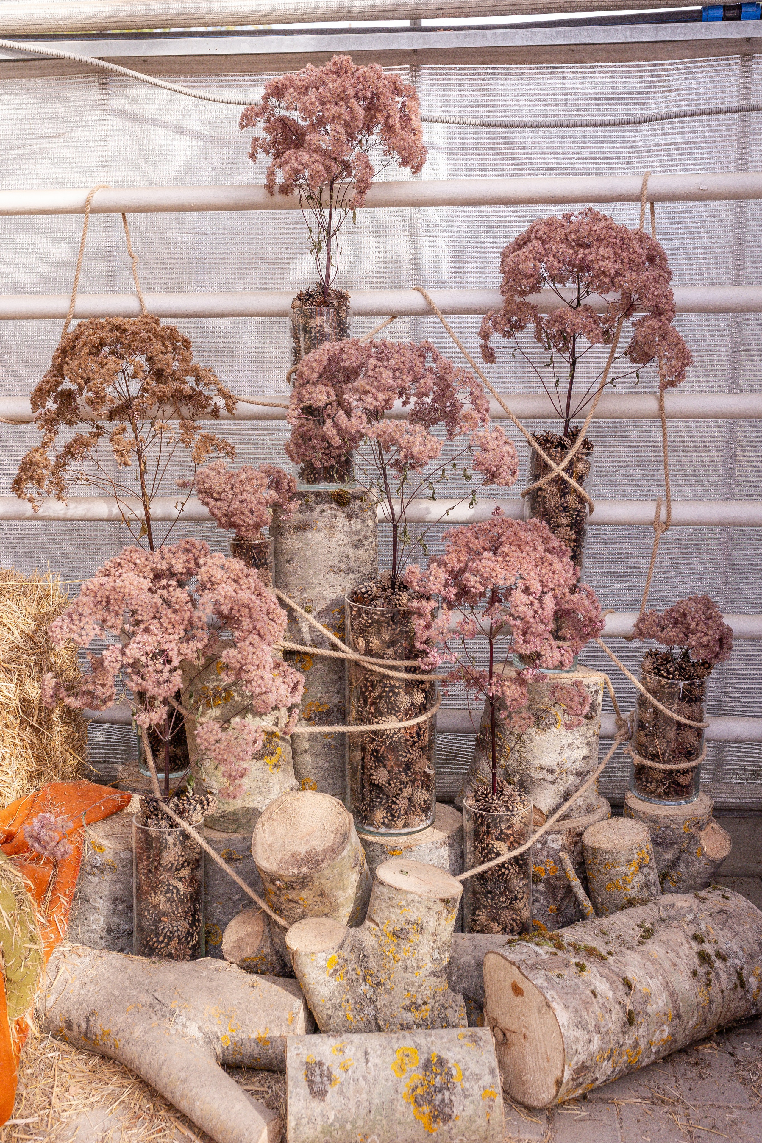 Овощи-гиганты. Александра Куликова фотограф, Москва