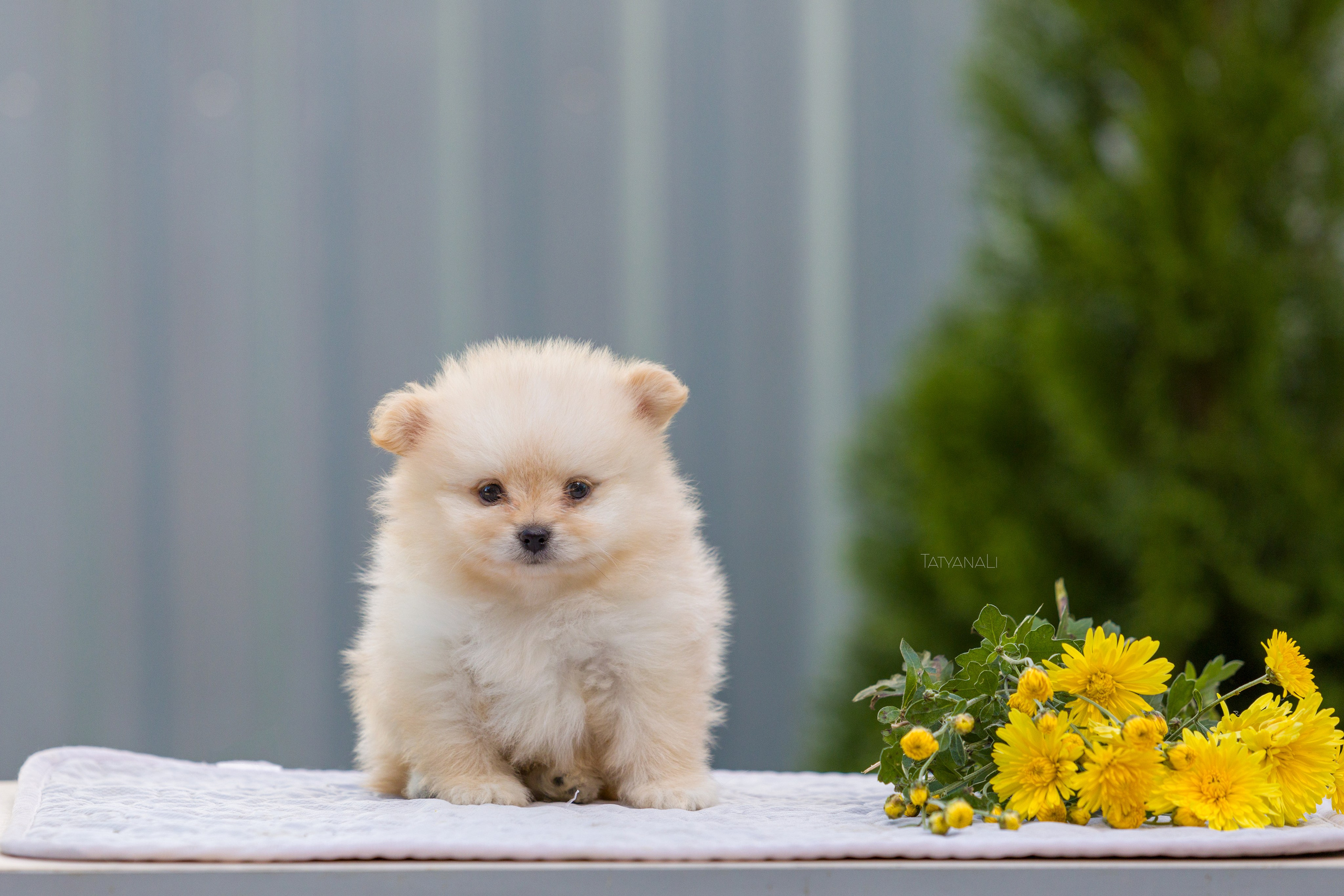 Немецкий шпиц миниатюрный. Фотограф — анималист Татьяна Ли