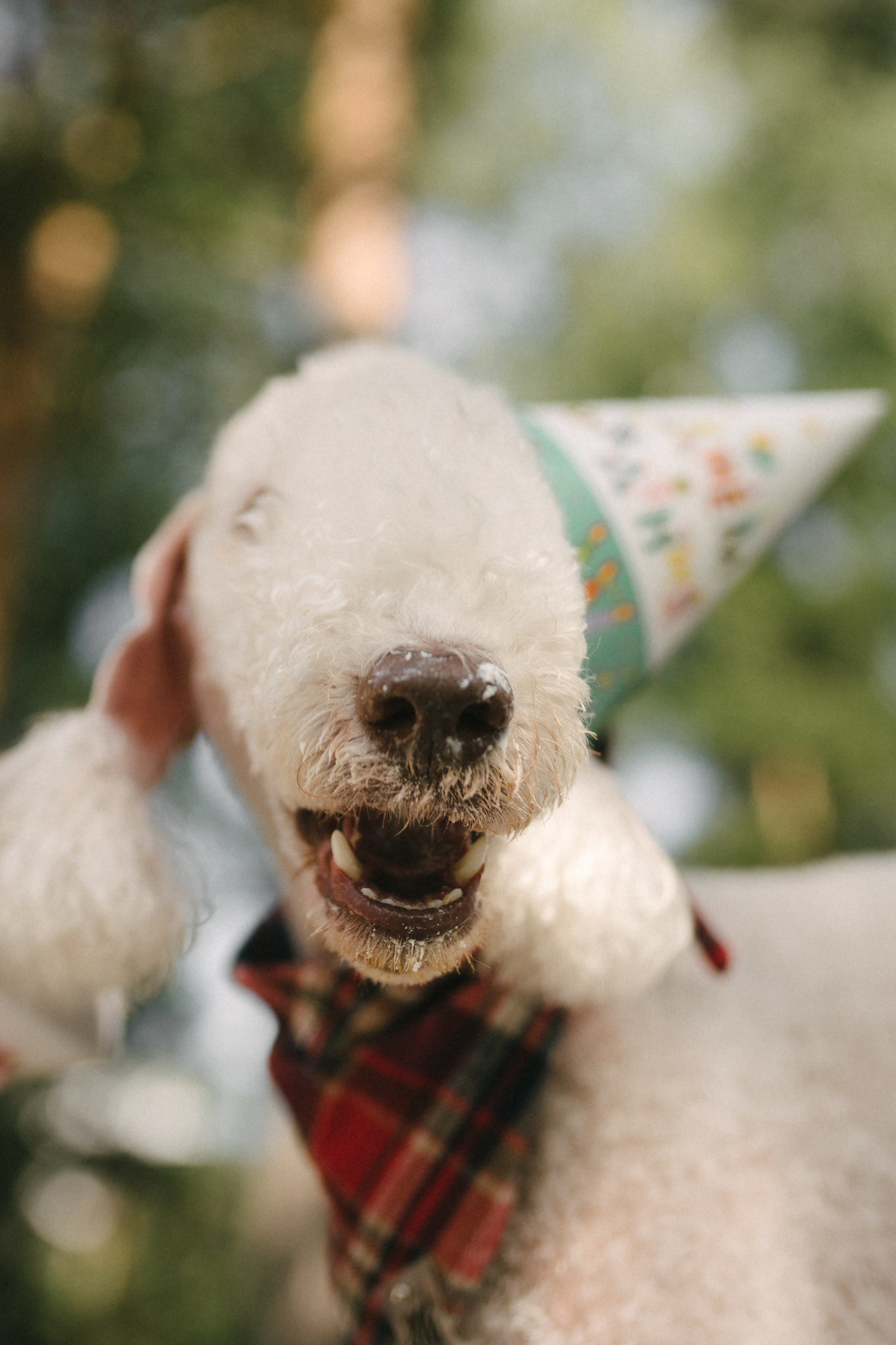 Лиза и Каспер. Фотограф анималист в Москве Ольга Агушева