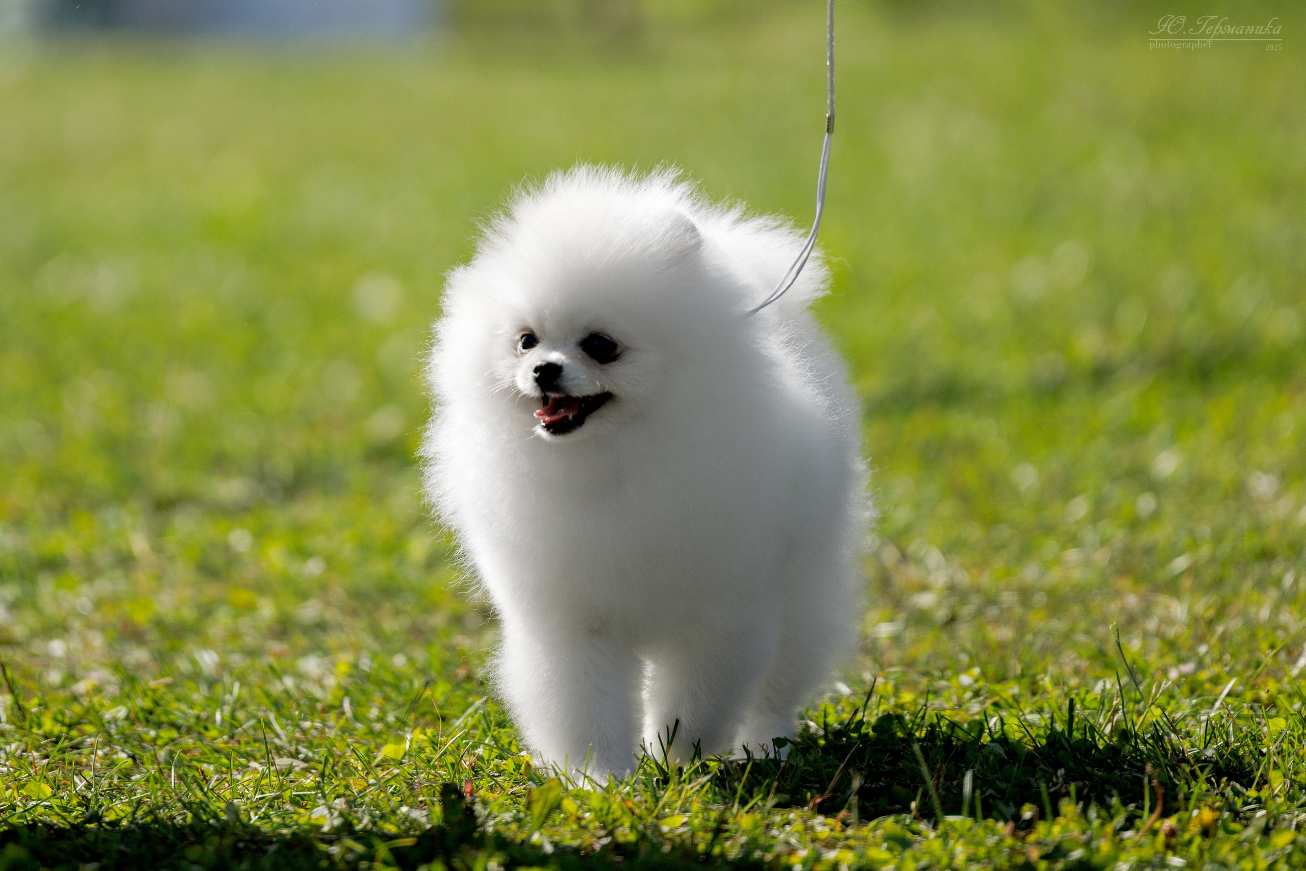 Зеленоград 13.09.2025. Фотограф-анималист Юлия Германика