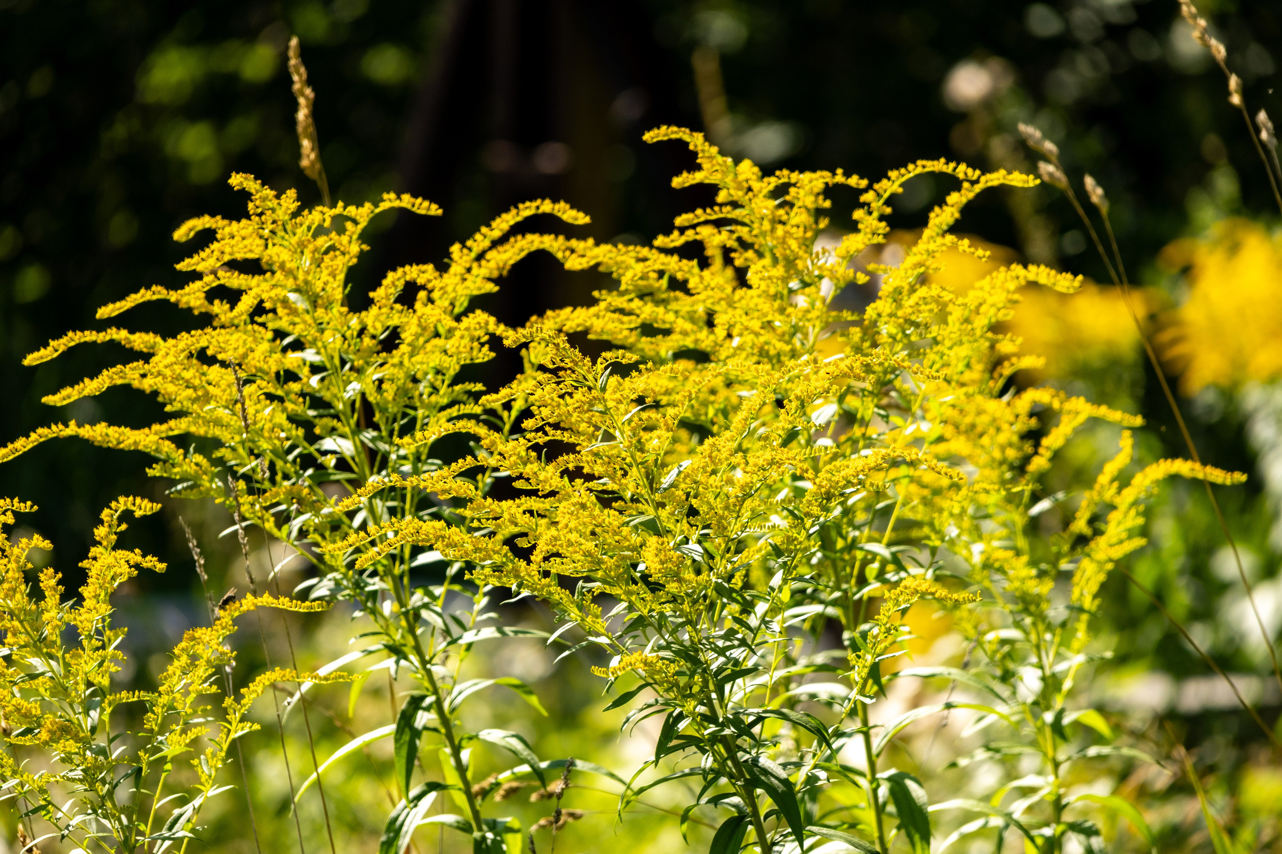 Новосибирск. Jean De Vivre Gallery