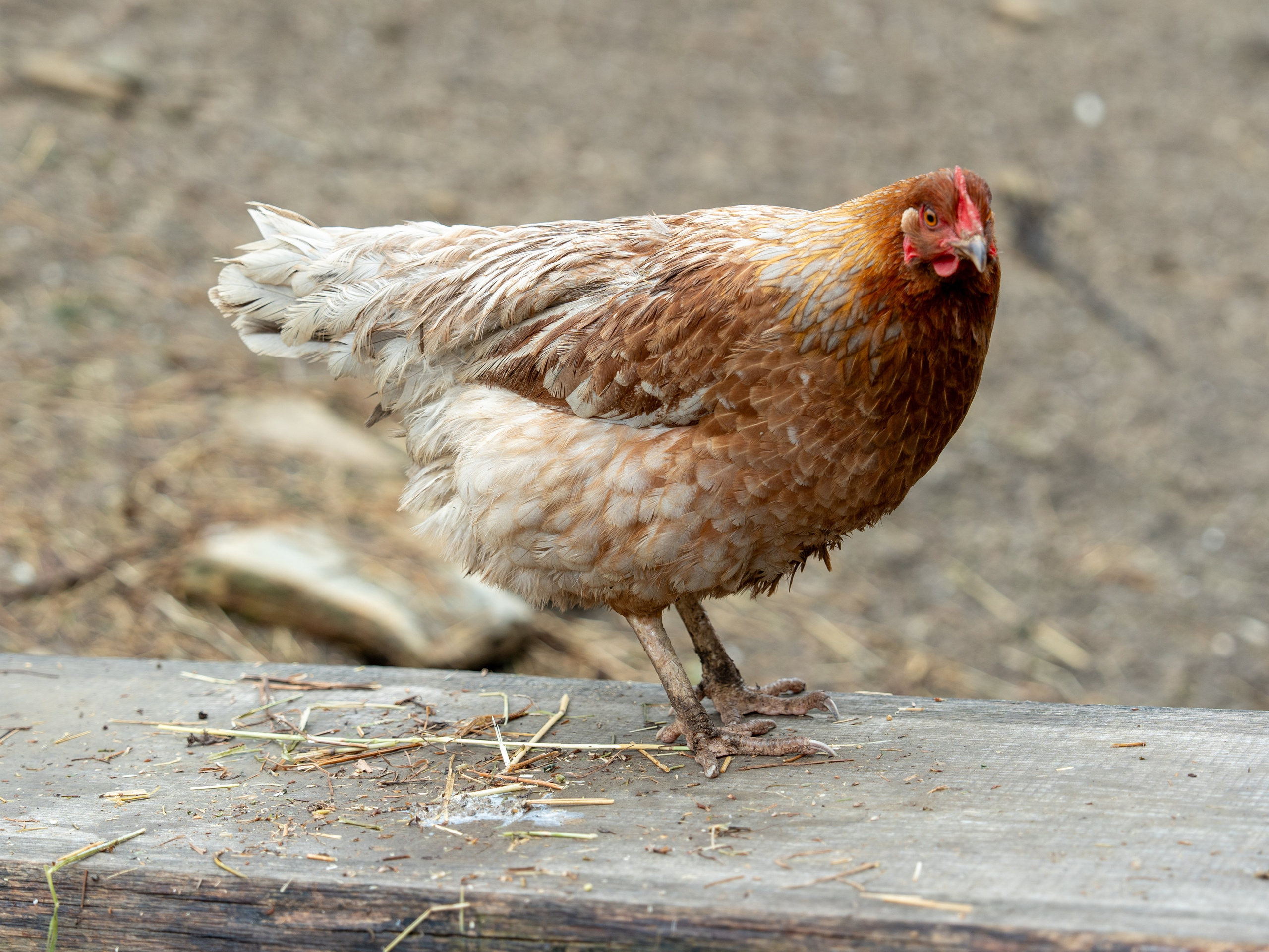 MICE мероприятие на ферме Экзархо. Репортажный фотограф в Красной Поляне и Сочи Павлюченко Екатерина