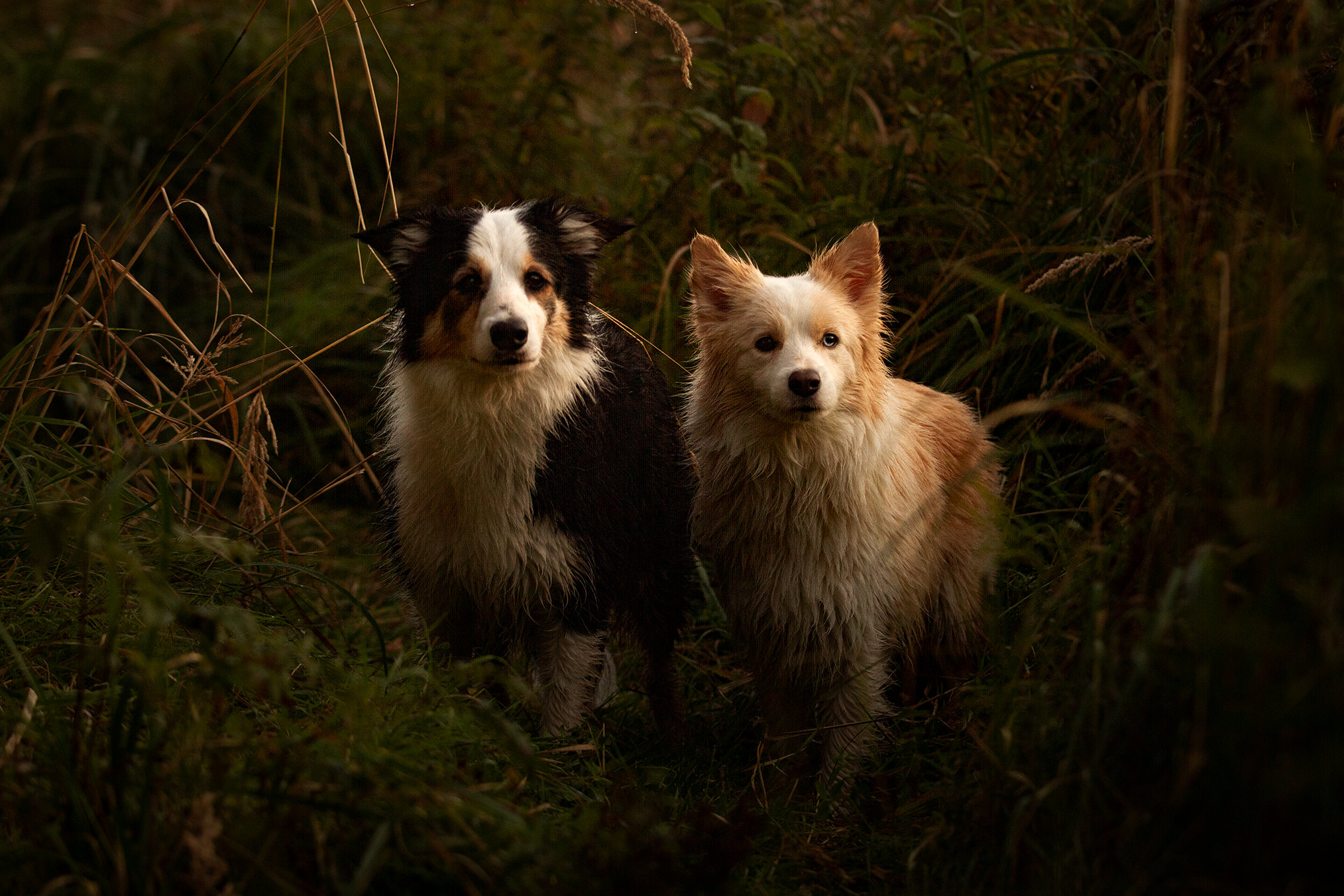 Собаки. Фотограф-анималист в Москве и МО Самойлова Марина