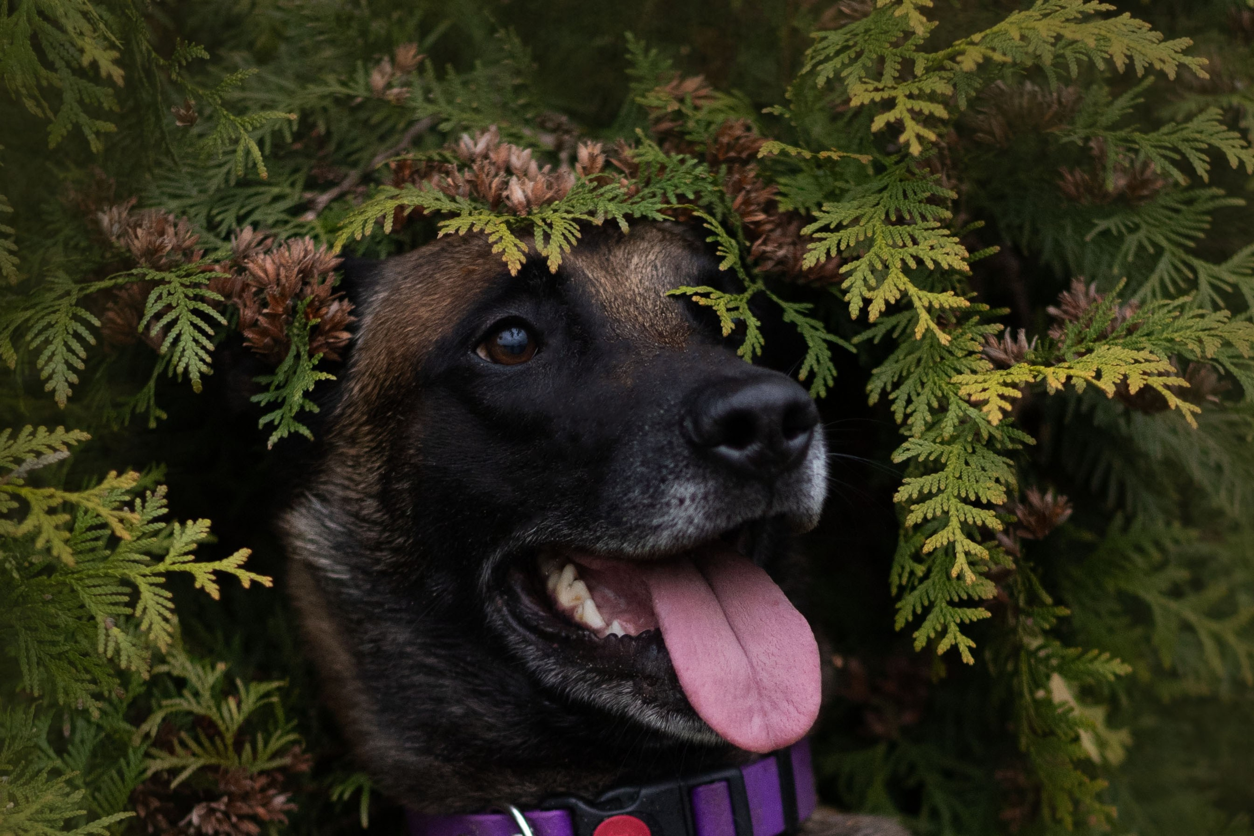 Виктория и Ванхельсинг. Фотограф животных Евгения Верцинская