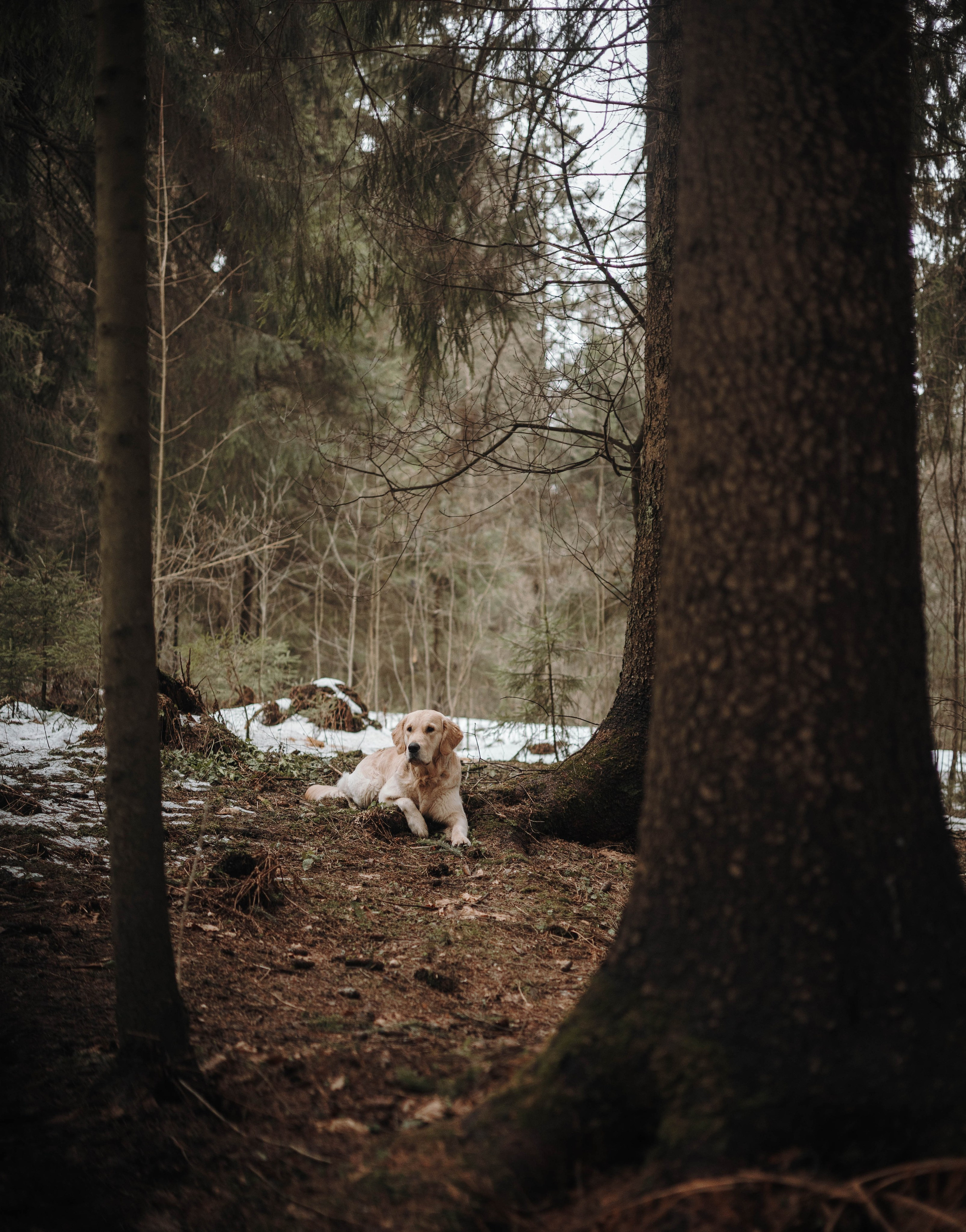 Елена и Сэм. Фотограф животных Евгения Верцинская