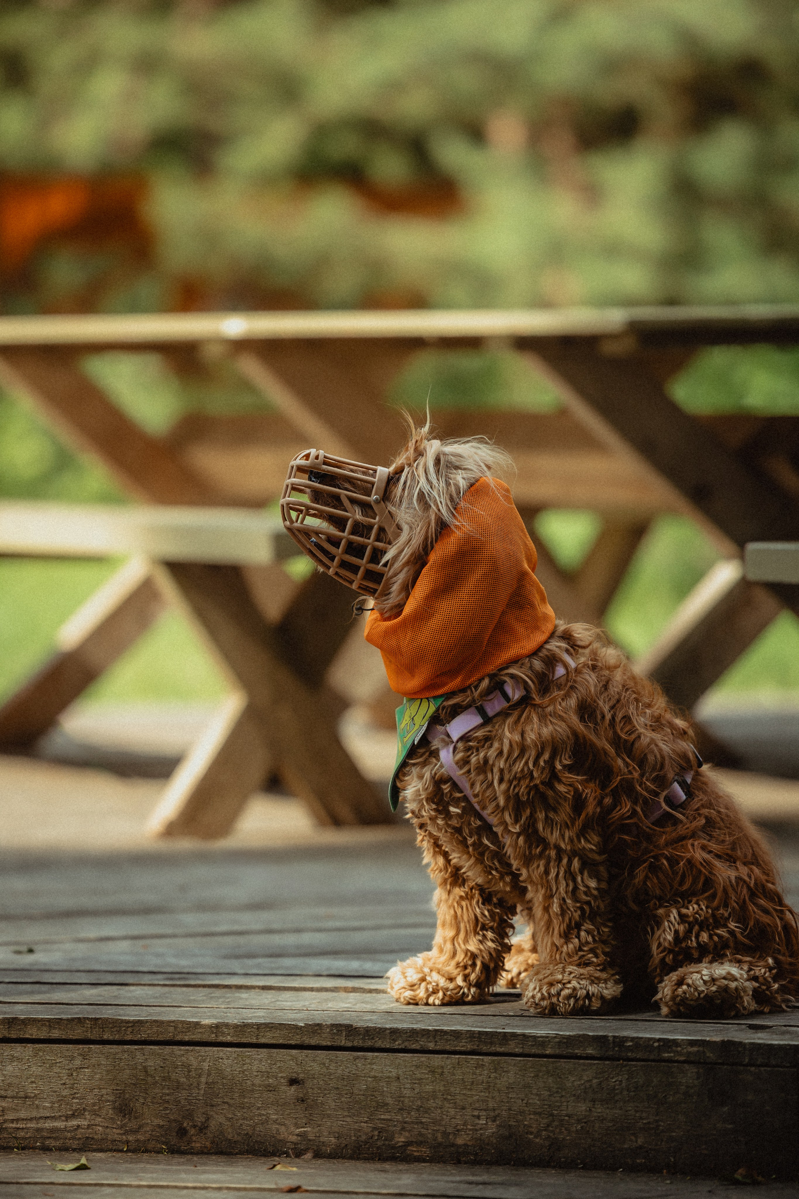 Выездной дог-тренинг от школы «Шерсть имею»
