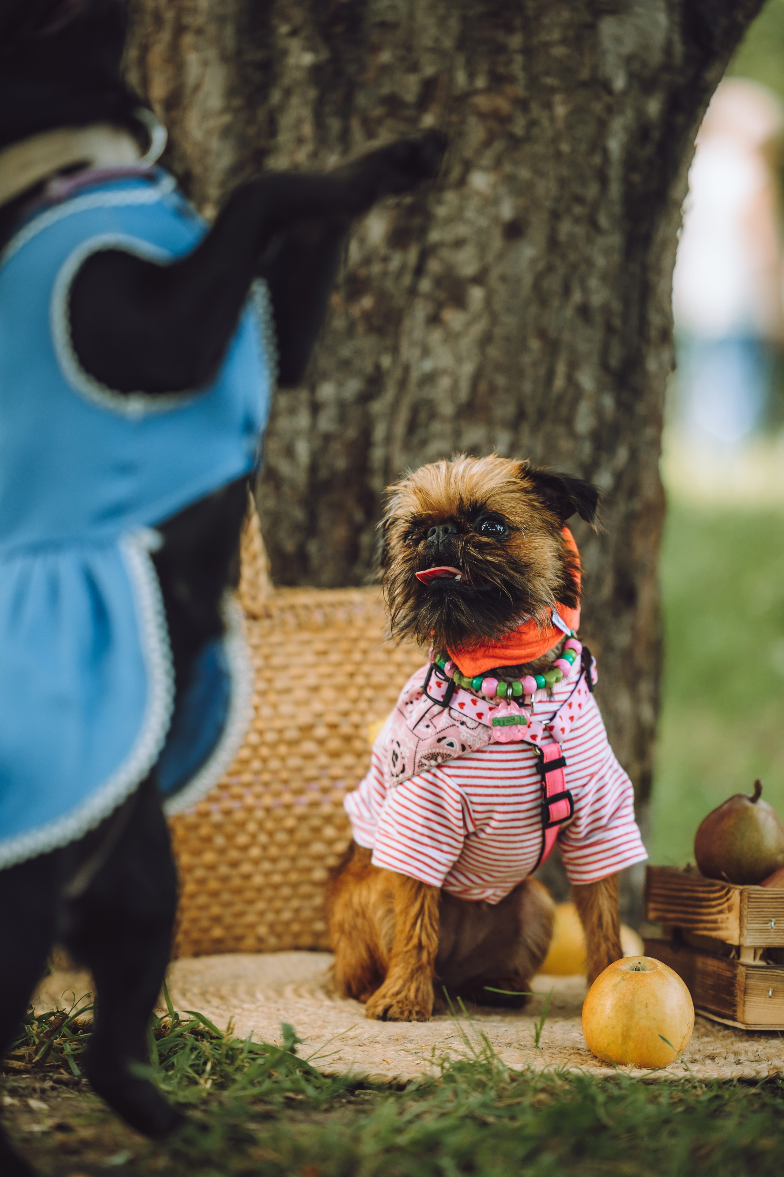 Griff-пикник. Семейный фотограф животных, анималист в Москве Екатерина Киреева