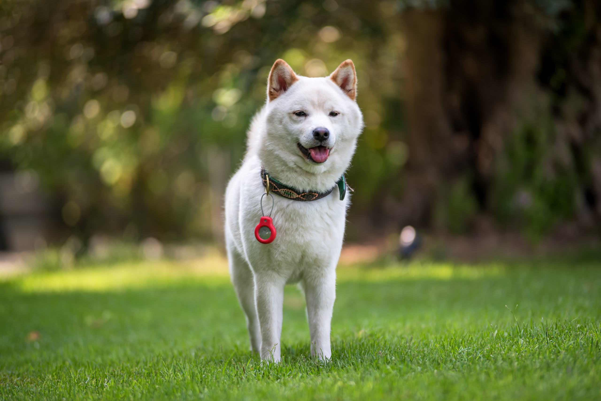 Животные. Фотограф в Москве Демьян Лопатов