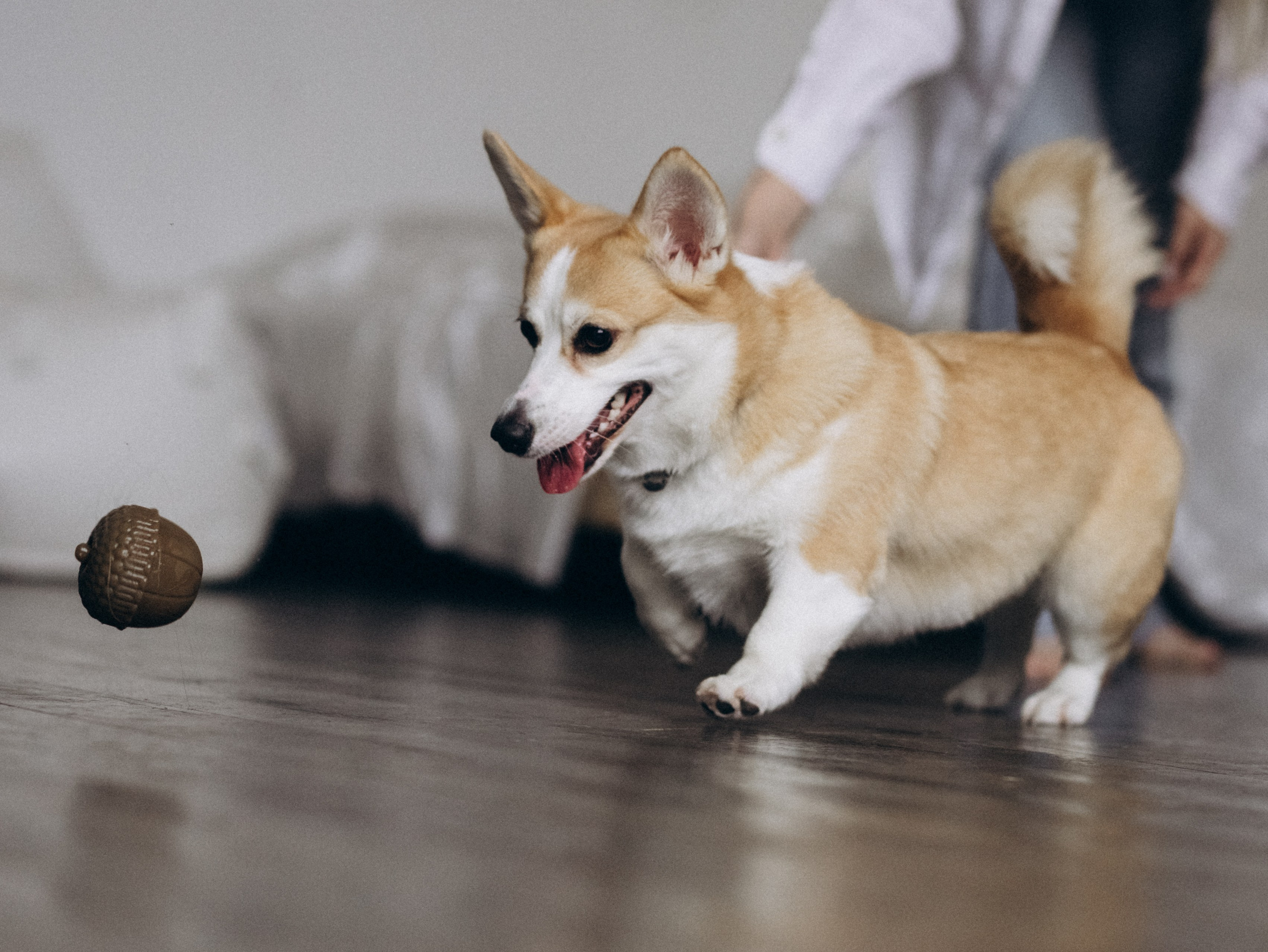 Оливка и Ника. Фотограф-анималист в Москве Кириллова Татьяна