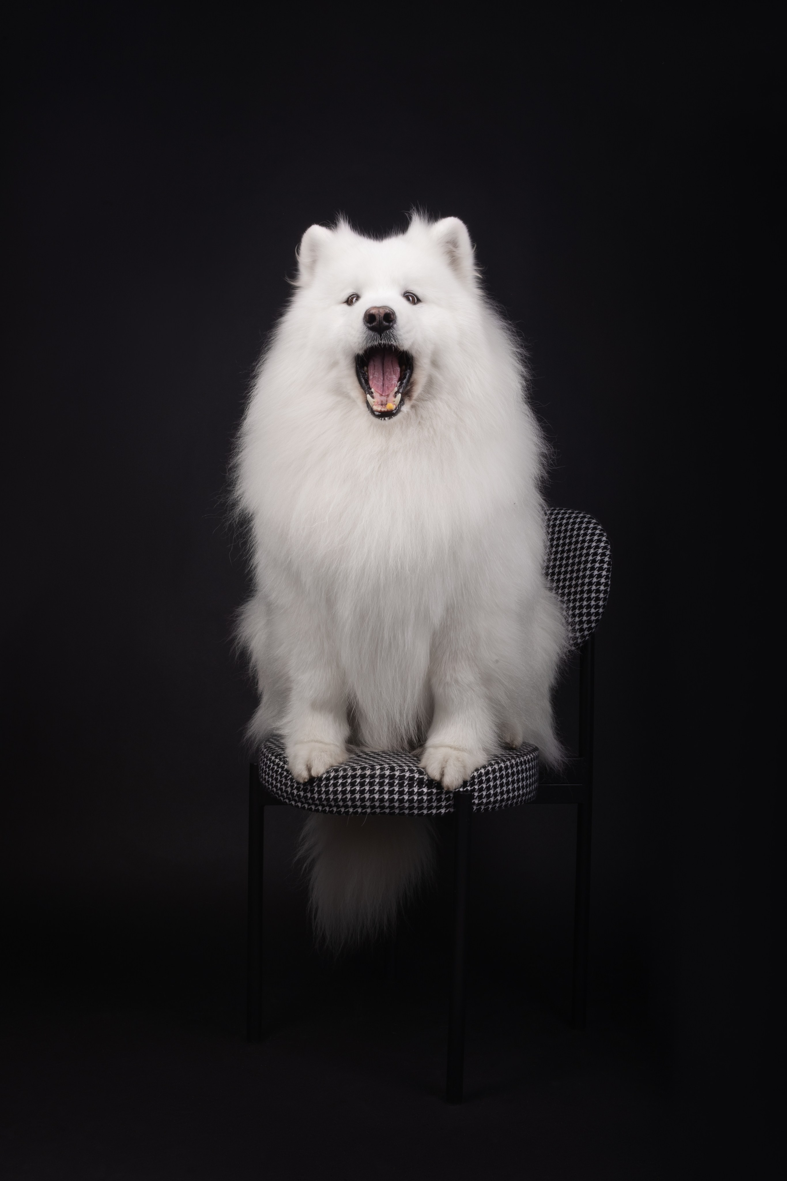 Самоеды в студии. Фотограф анималист в Москве Майорова Евгения