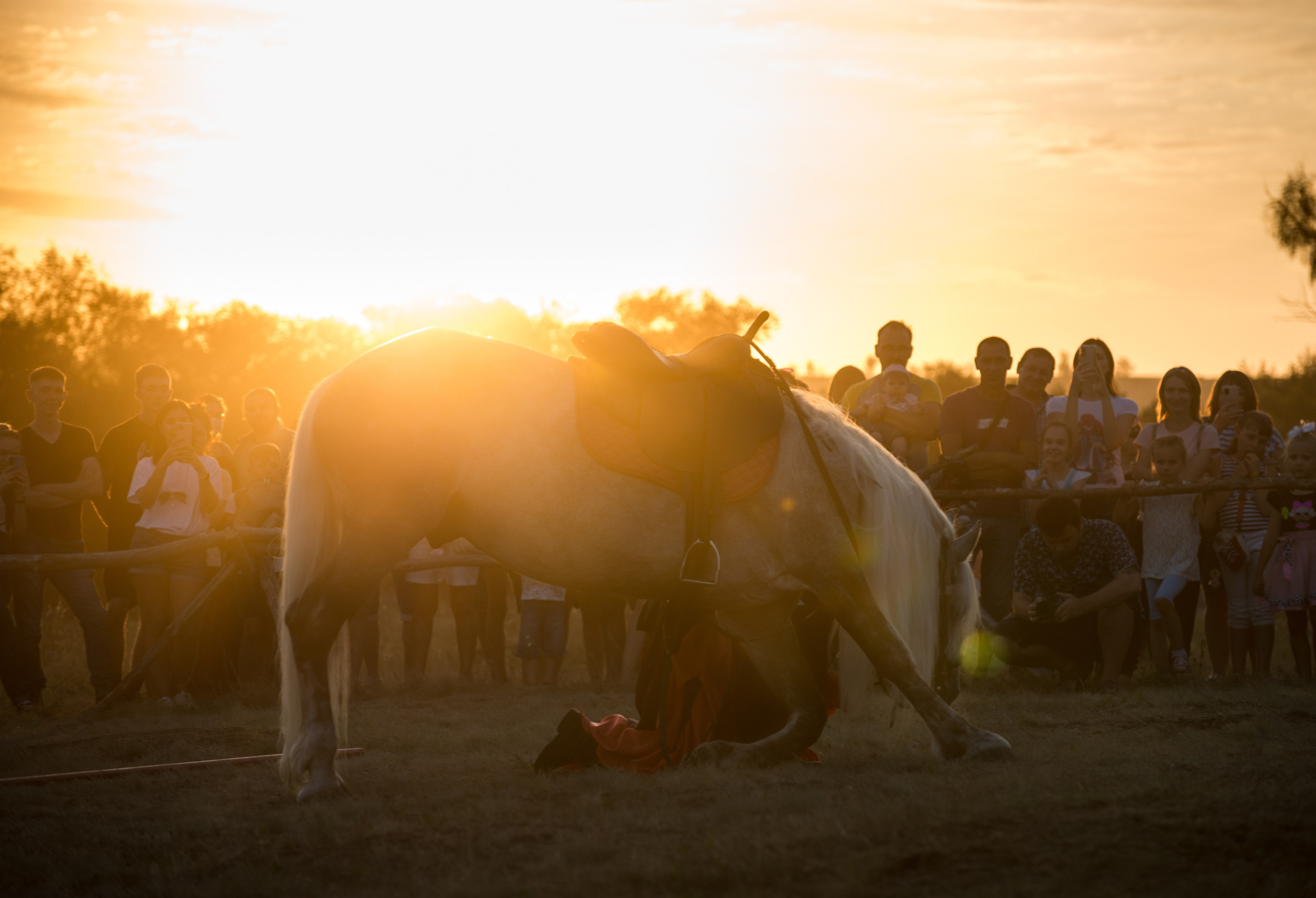 Карнавал Догвинтер. Конный фотограф в Саратове Юлия Иванова
