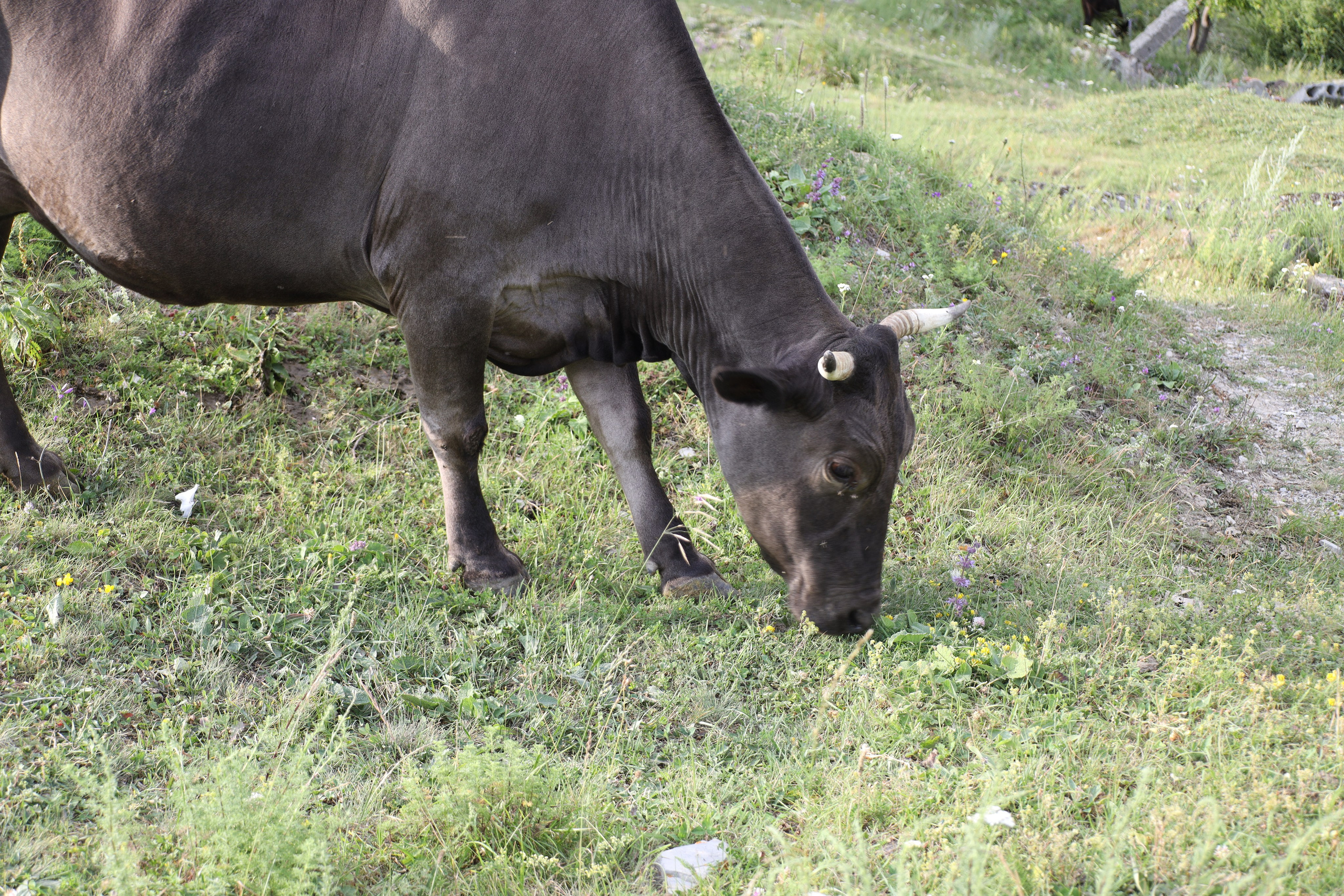 Северная Осетия июль 2025 год. Кармадон, Даргивз и Цей. Семейный детский фотограф Краснодарский край Оксана Колос
