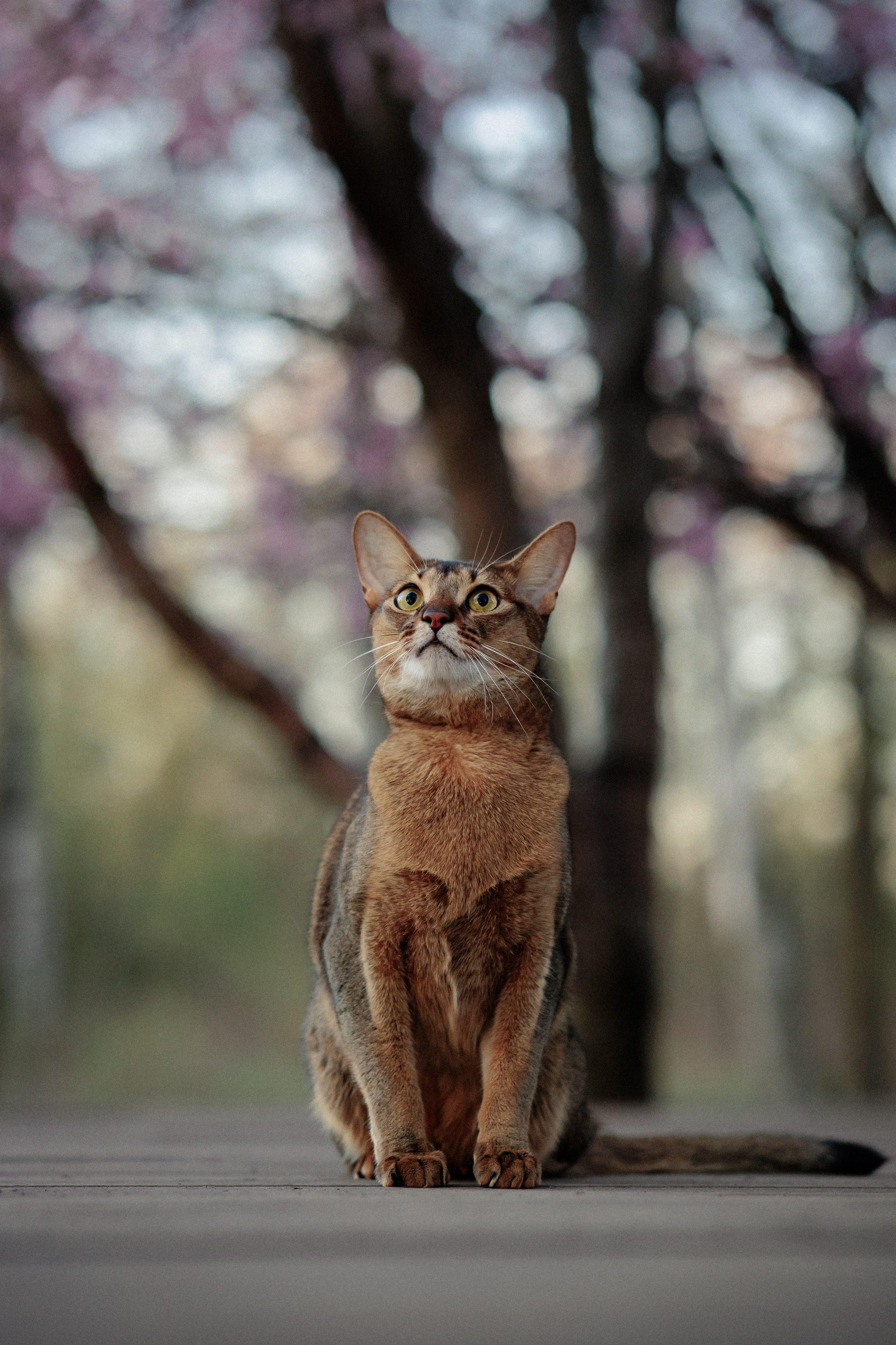 Екатерина и Персик. Фотограф в Санкт-Петербурге Алёна Губинская