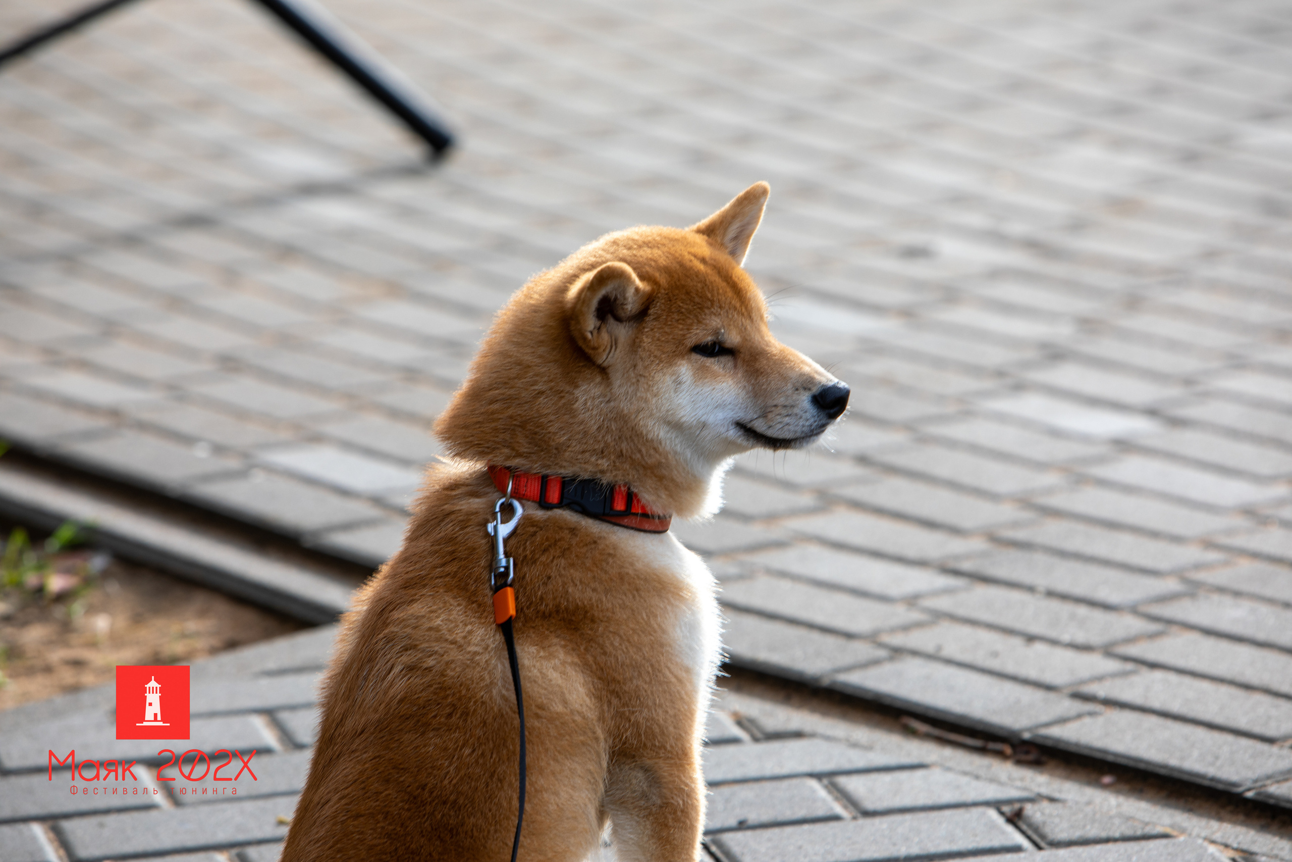 Отрадное, День города. Автомобильная фотография в Санкт-Петербурге