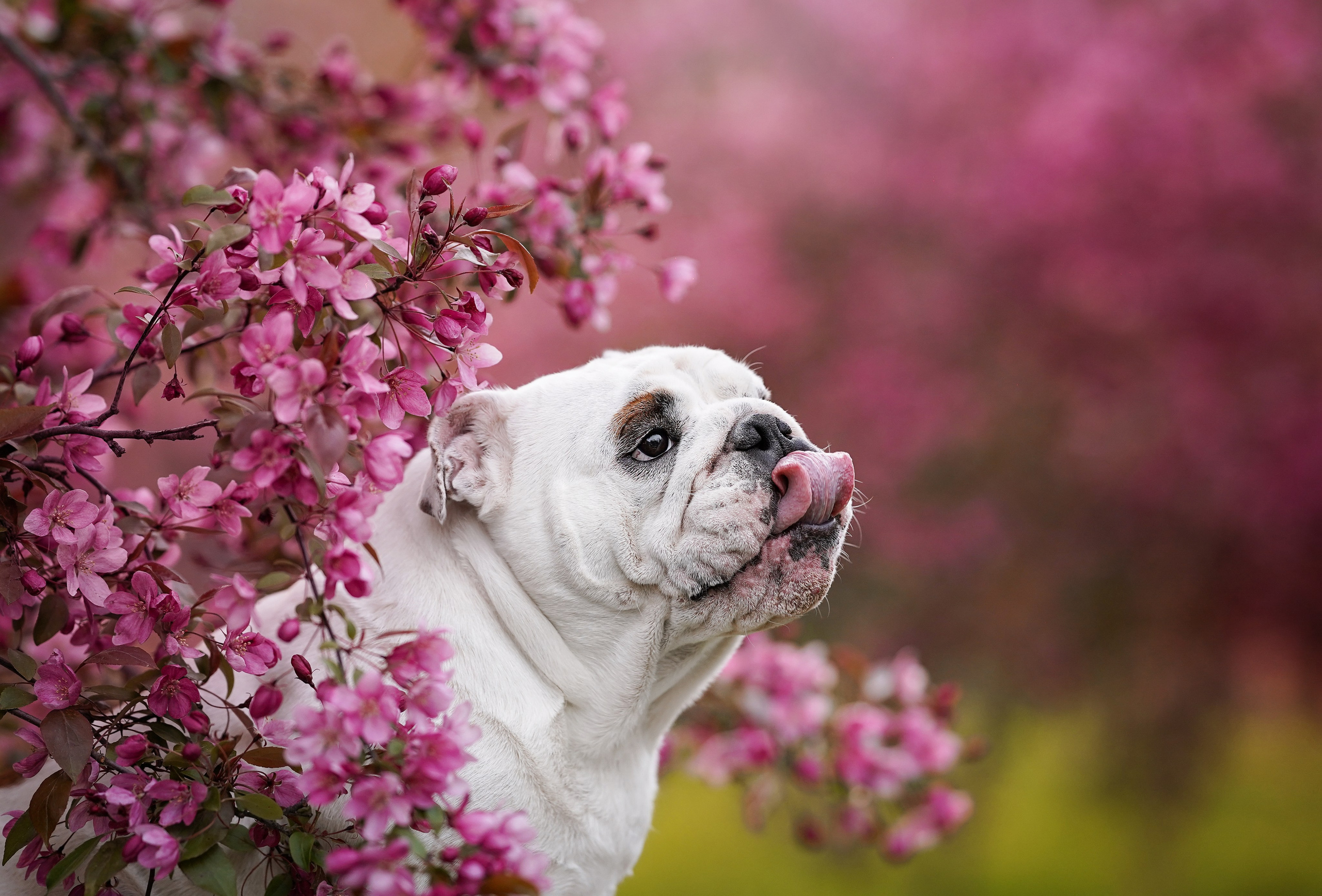 Фасолька в саду. Фотограф-анималист в Санкт-Петербурге Яна Мартынова