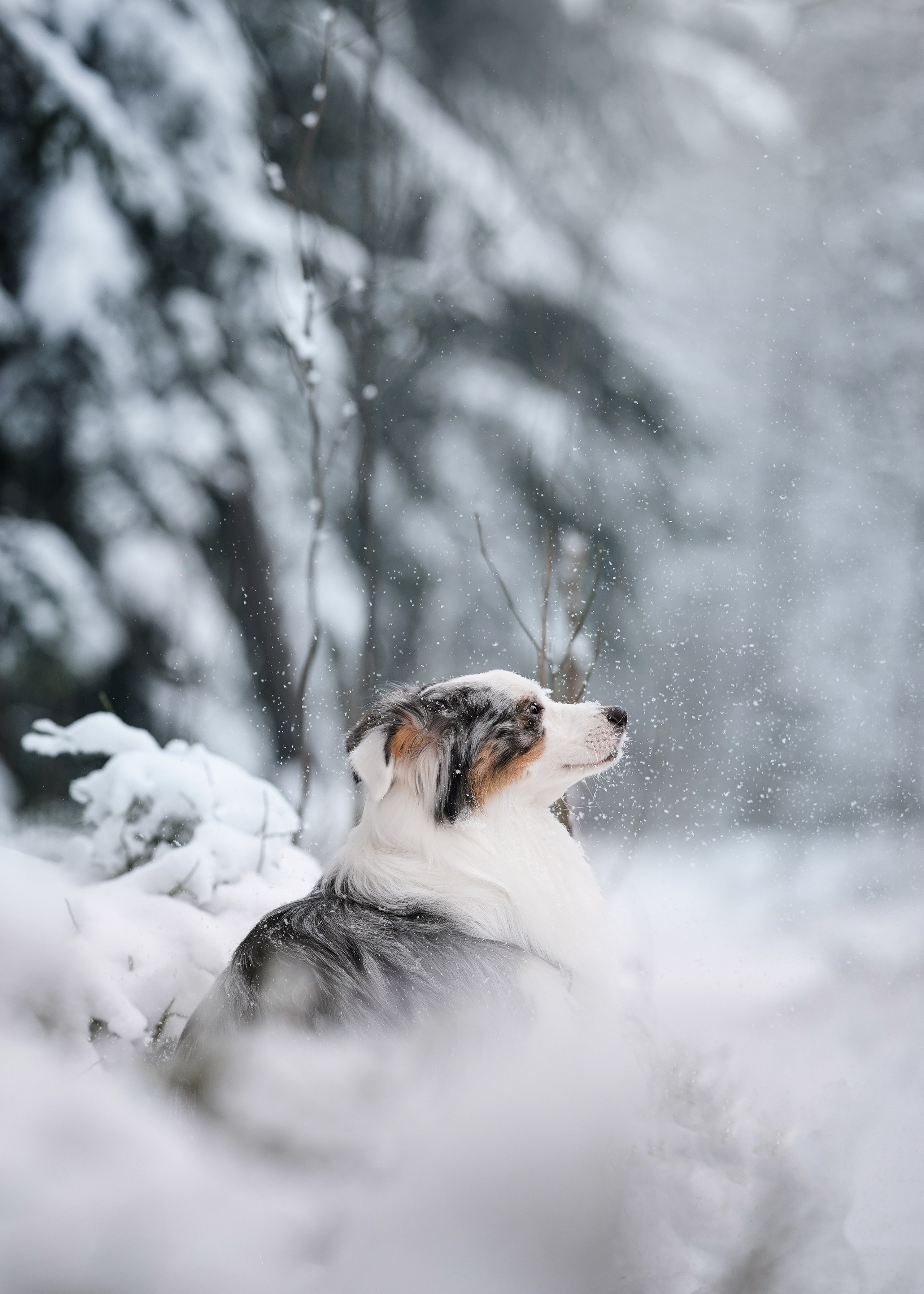 Антон Аиша и Римус. Фотограф-анималист в Санкт-Петербурге Яна Мартынова