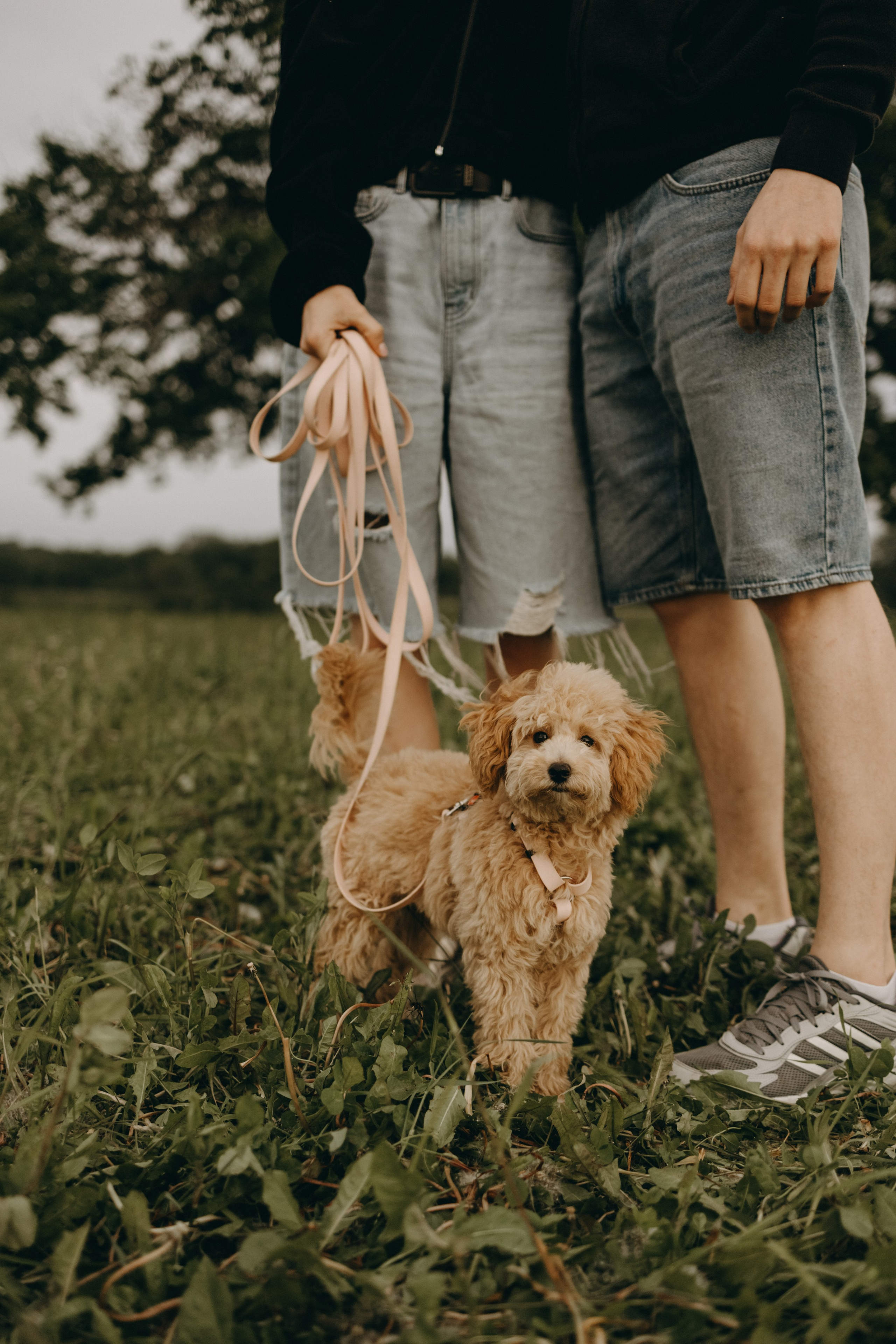 Мия и ее семья. Фотограф — Анималист | Санкт-Петербург