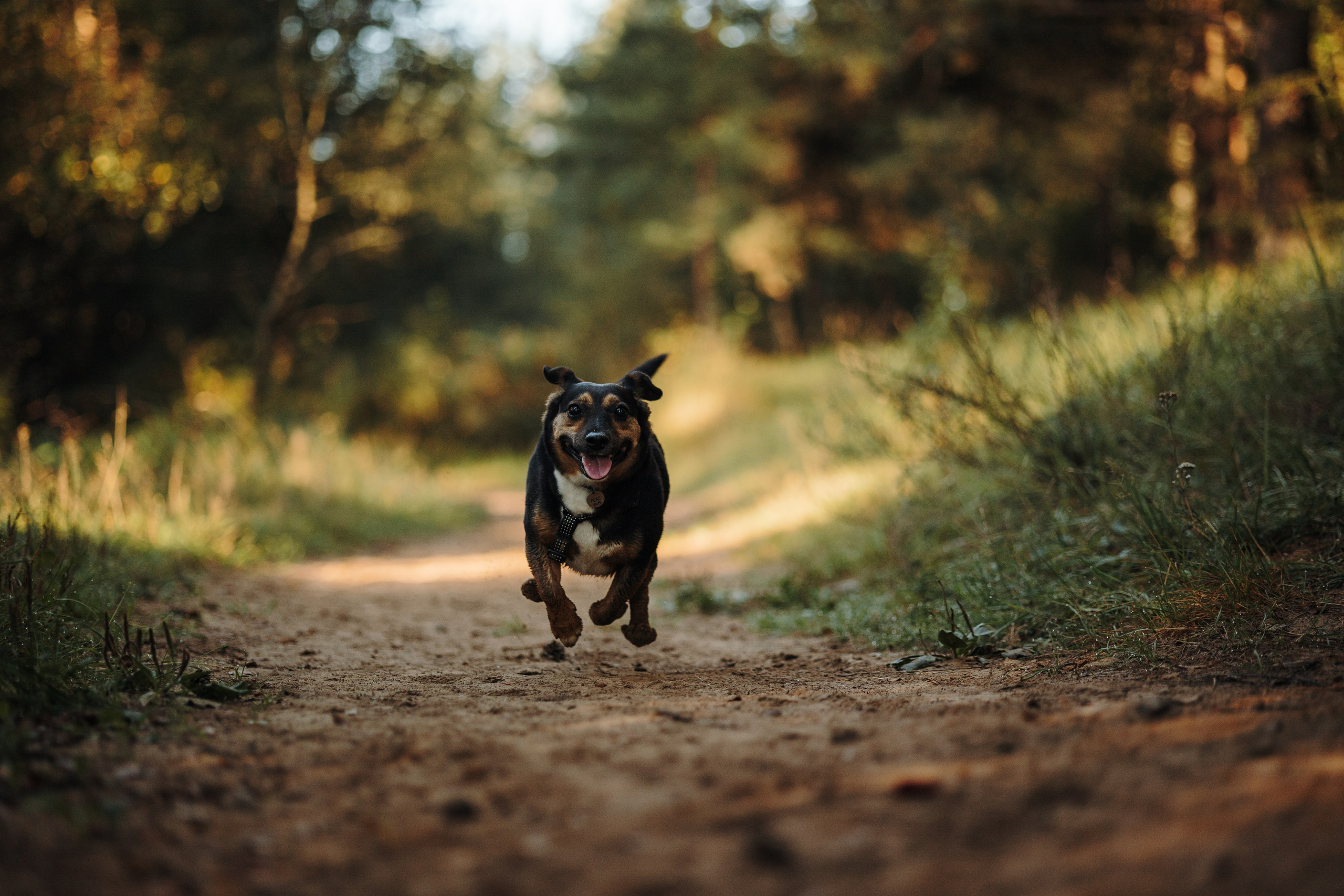 Ольга и Рекс. Фотограф — Анималист | Санкт-Петербург