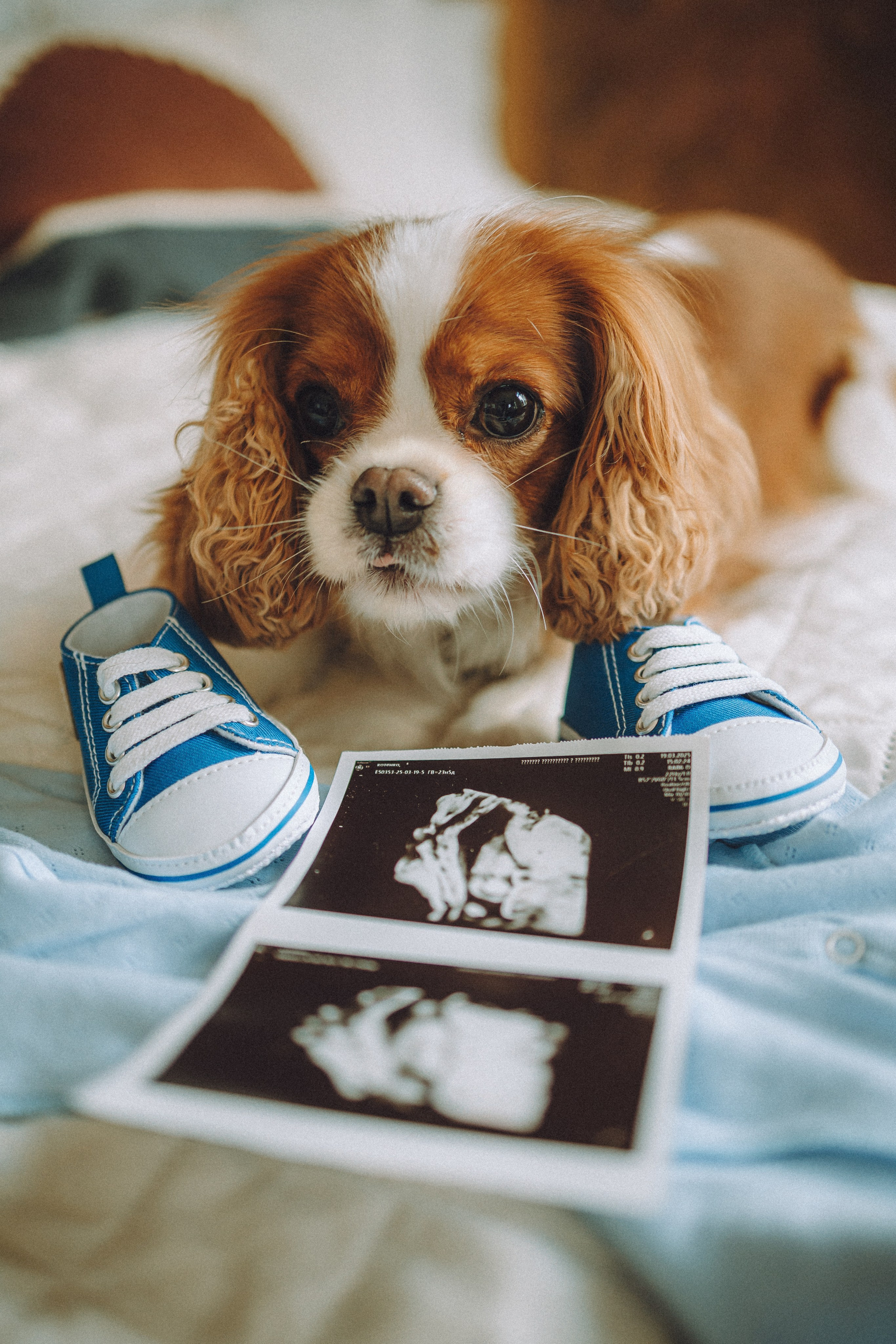 Валя, Вася, Аня и Ириска