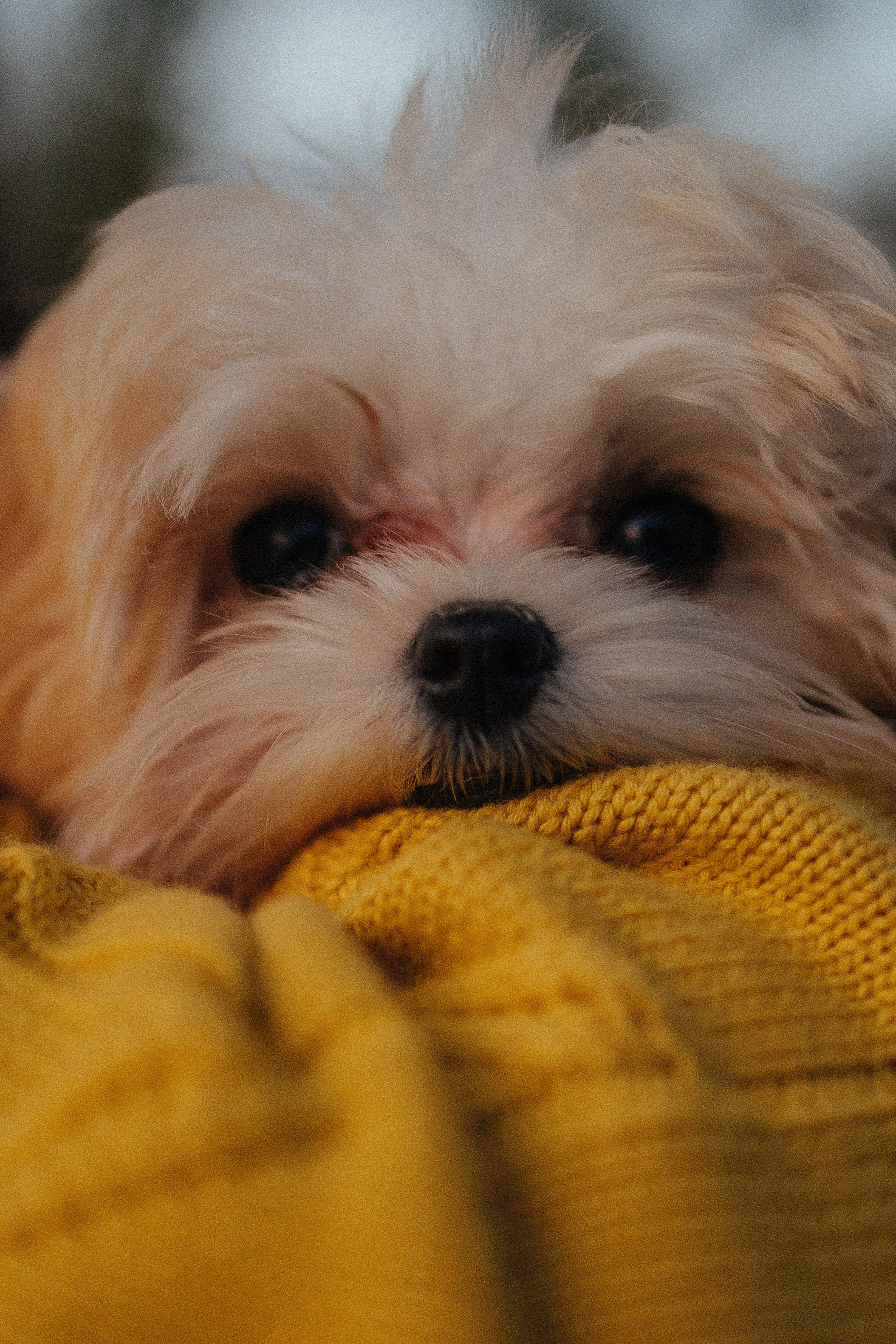 Оля и Бри. Фотораф — анималист Мария Шистка