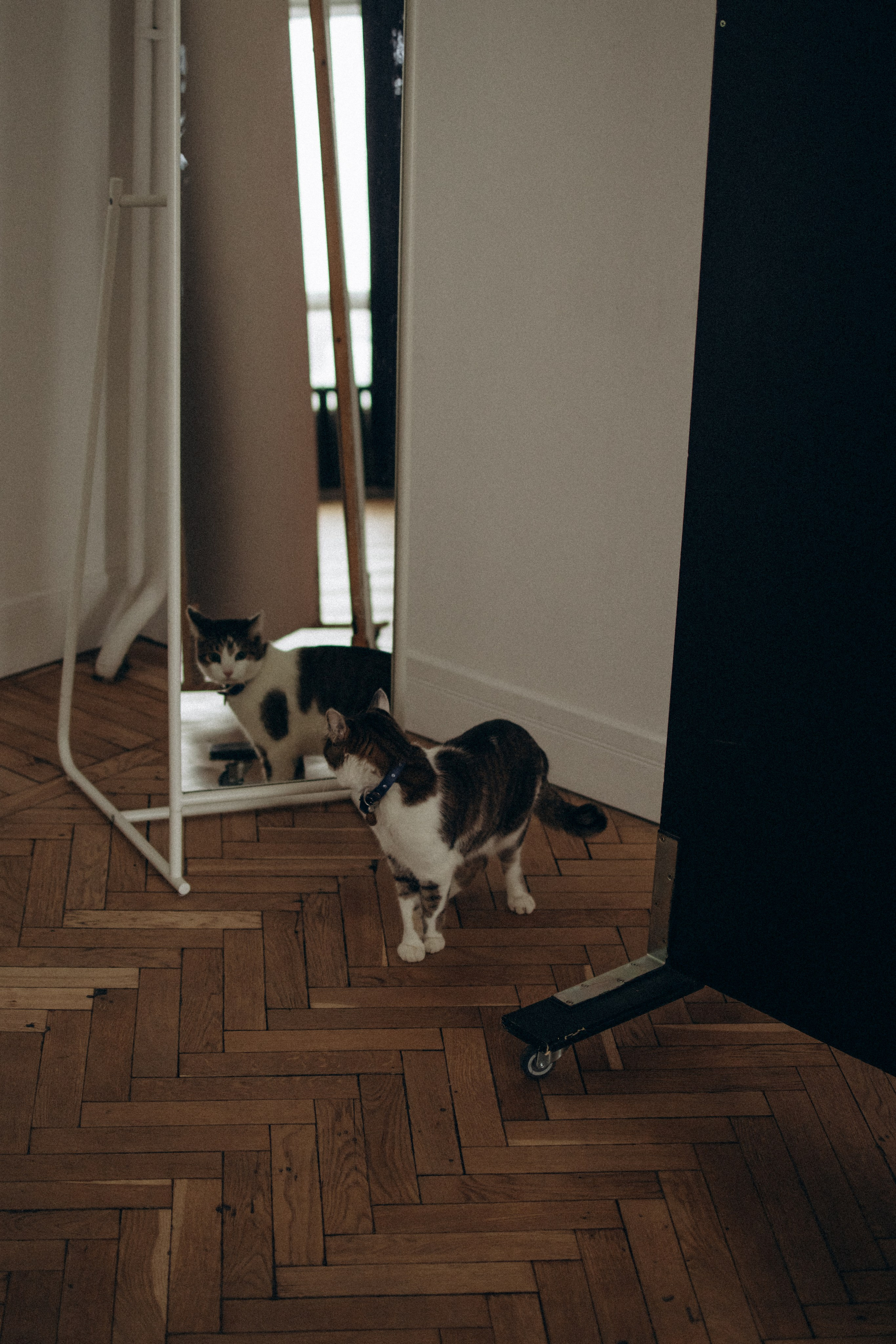 Ксюша и Яша. Фотораф — анималист Мария Шистка