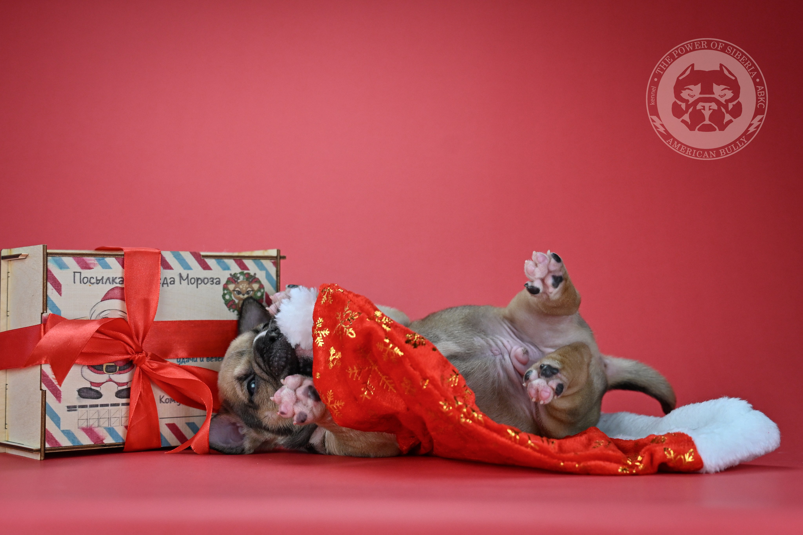 22.11.25 Тагира-Каспер. Американский Булли в г. Ростов-на-Дону. Питомник THE POWER OF SIBERIA