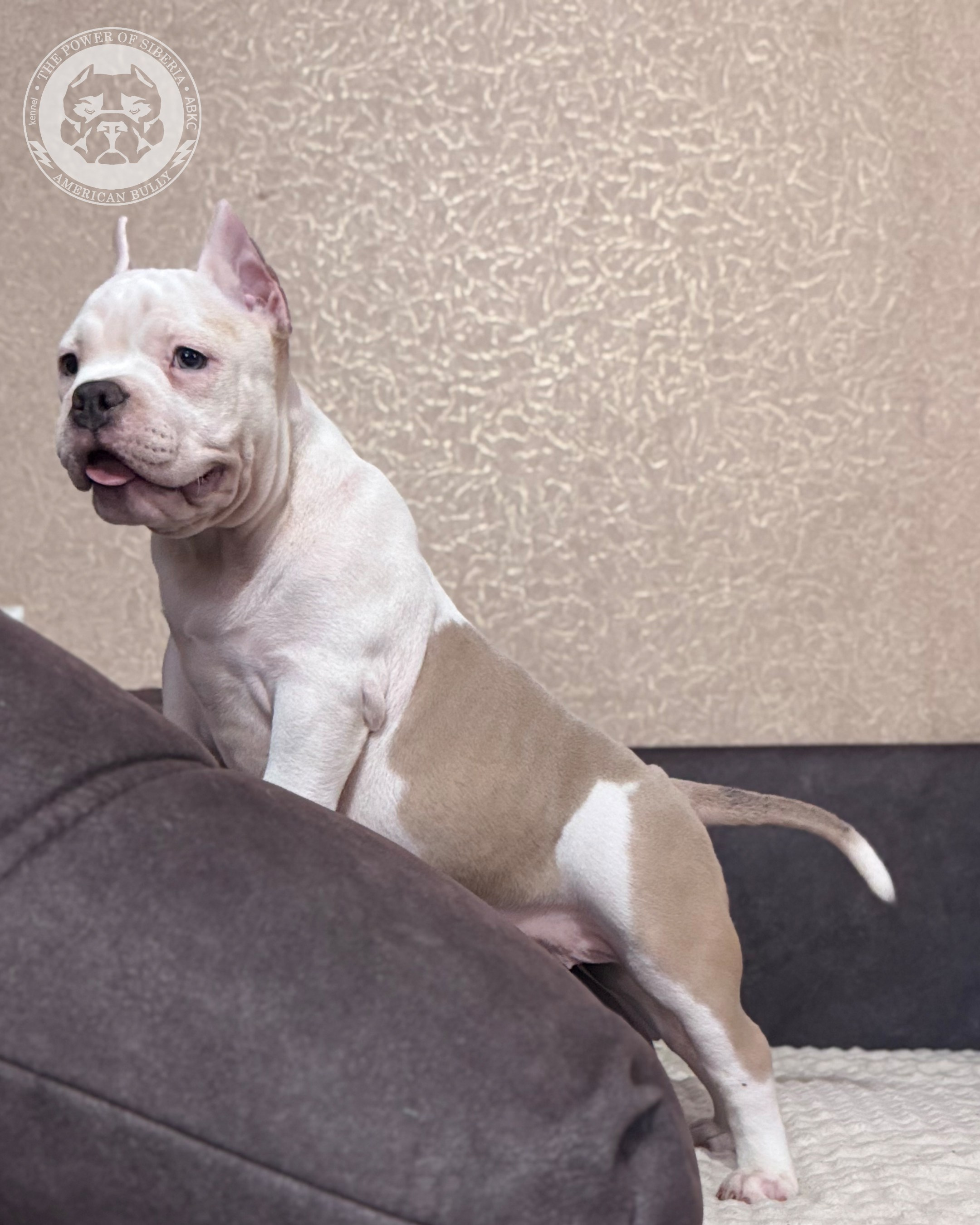 13.12.25-Мия-Турук. Американский Булли в г. Ростов-на-Дону. Питомник THE POWER OF SIBERIA