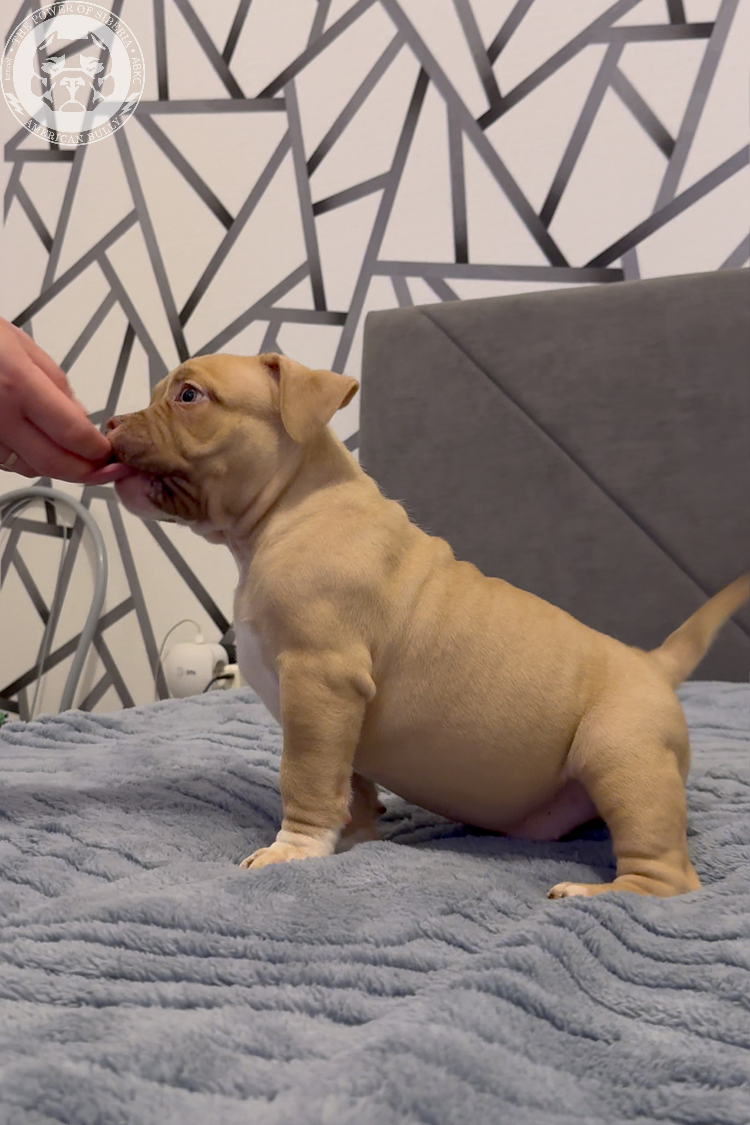 Свободные щенки Американский Булли, в типах покет, классик, стандарт. Американский Булли в г. Ростов-на-Дону. Питомник THE POWER OF SIBERIA