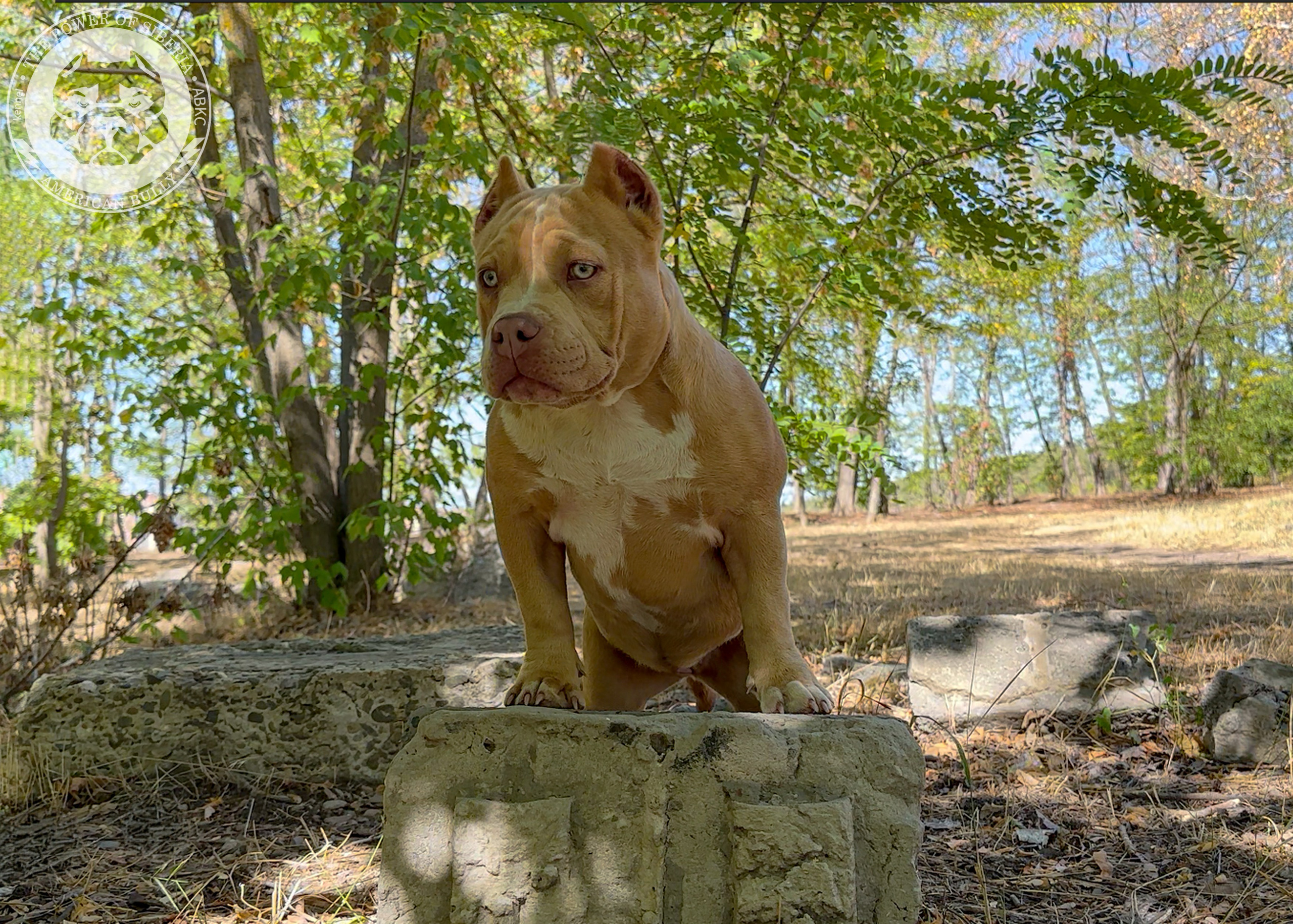 Помет Каспер и Тагира. 21.04.25. Американский Булли в г. Ростов-на-Дону. Питомник THE POWER OF SIBERIA