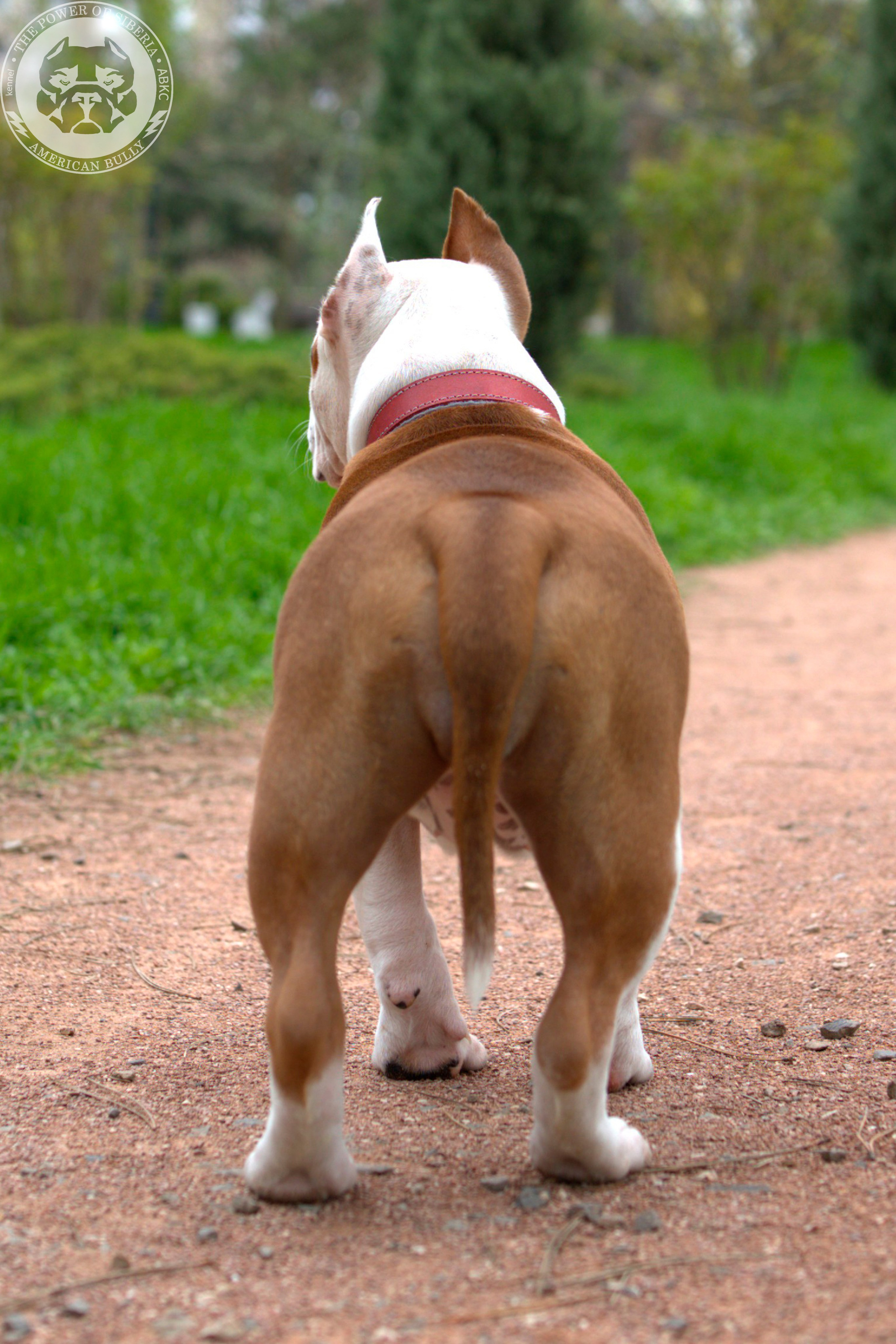 Свободные щенки Американский Булли, в типах покет, классик, стандарт. Американский Булли в г. Ростов-на-Дону. Питомник THE POWER OF SIBERIA