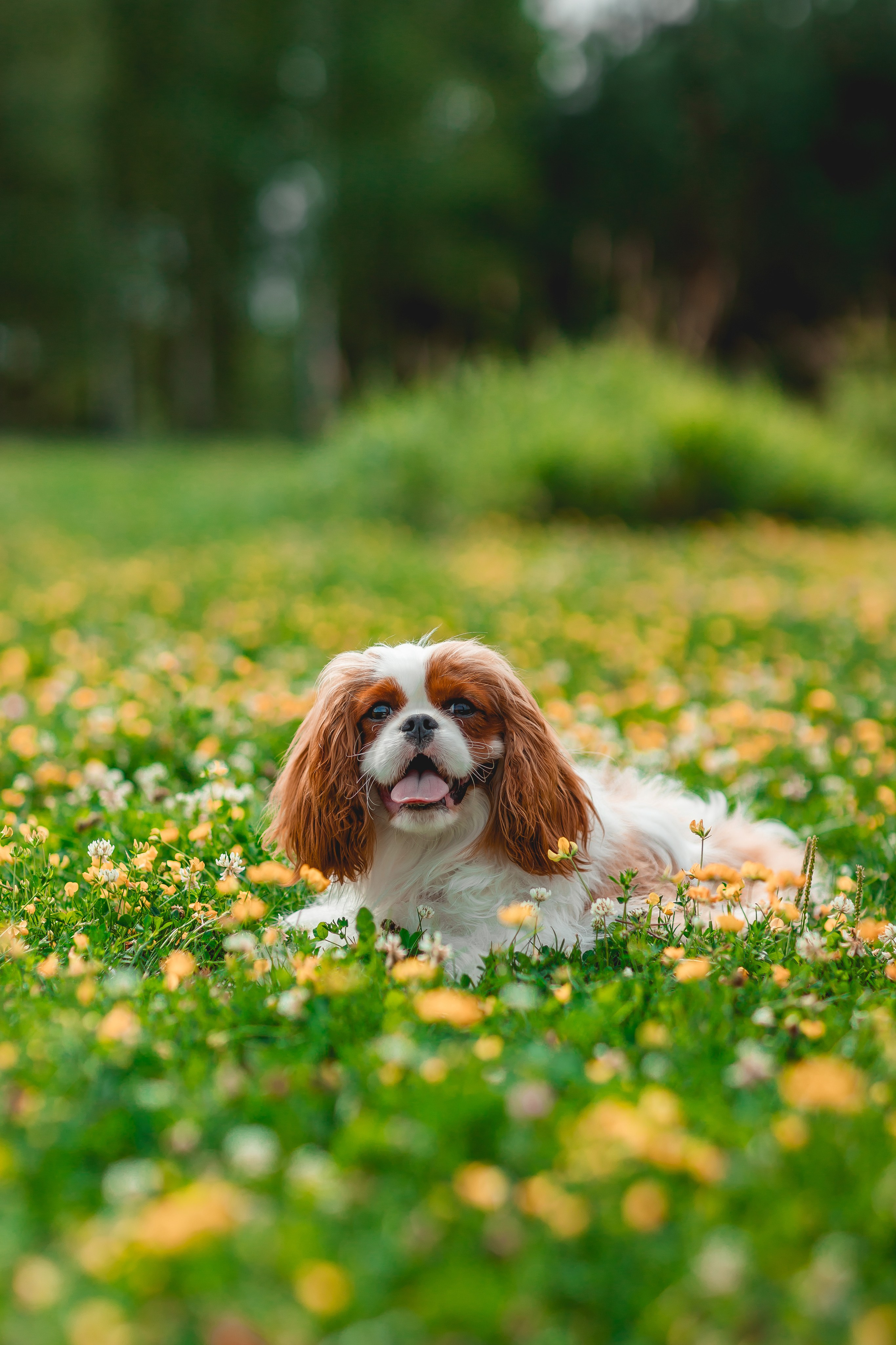 Ольга и семья. Семейный фотограф анималист Мария Крючкова