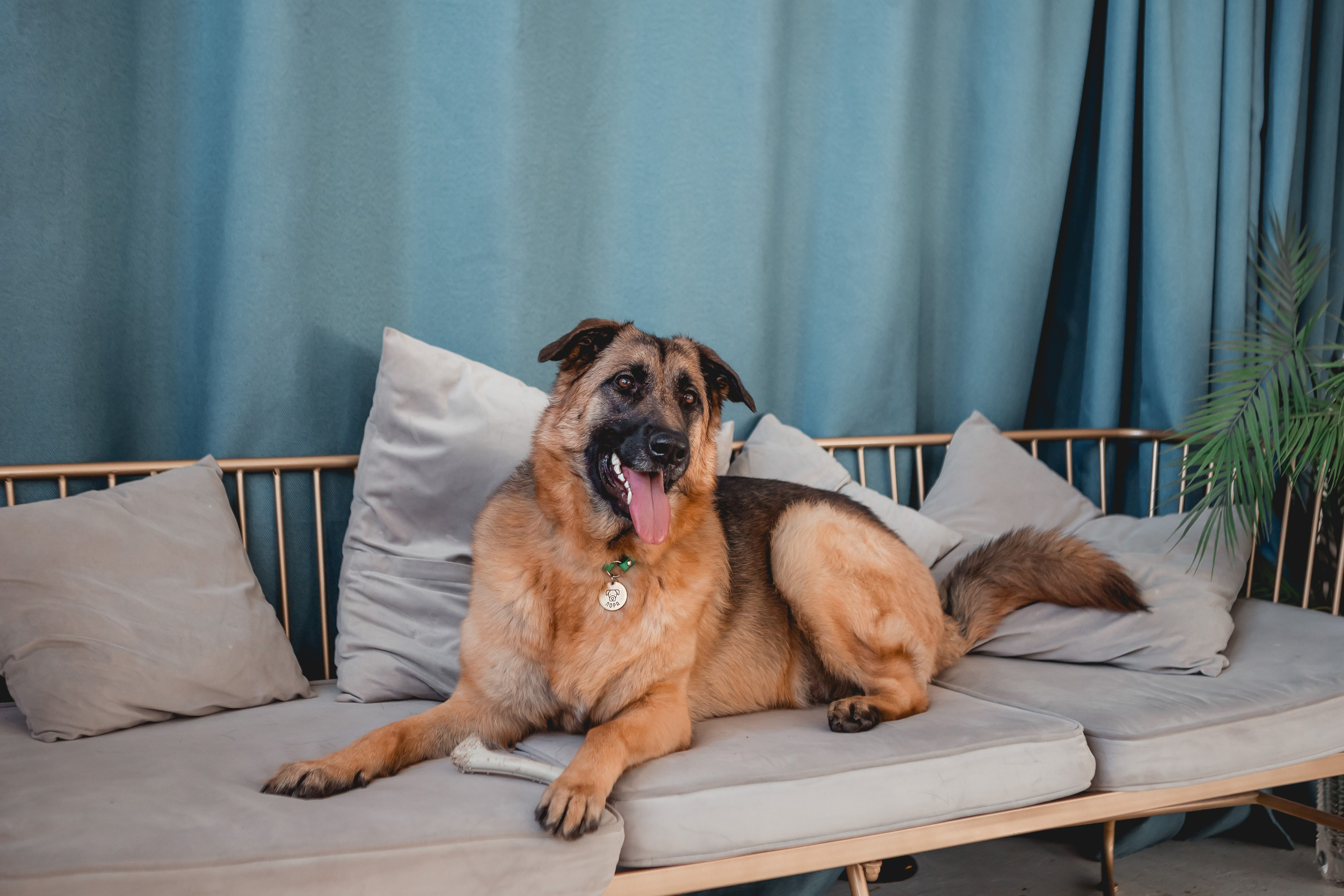 Игорь и Лора. Семейный фотограф анималист Мария Крючкова