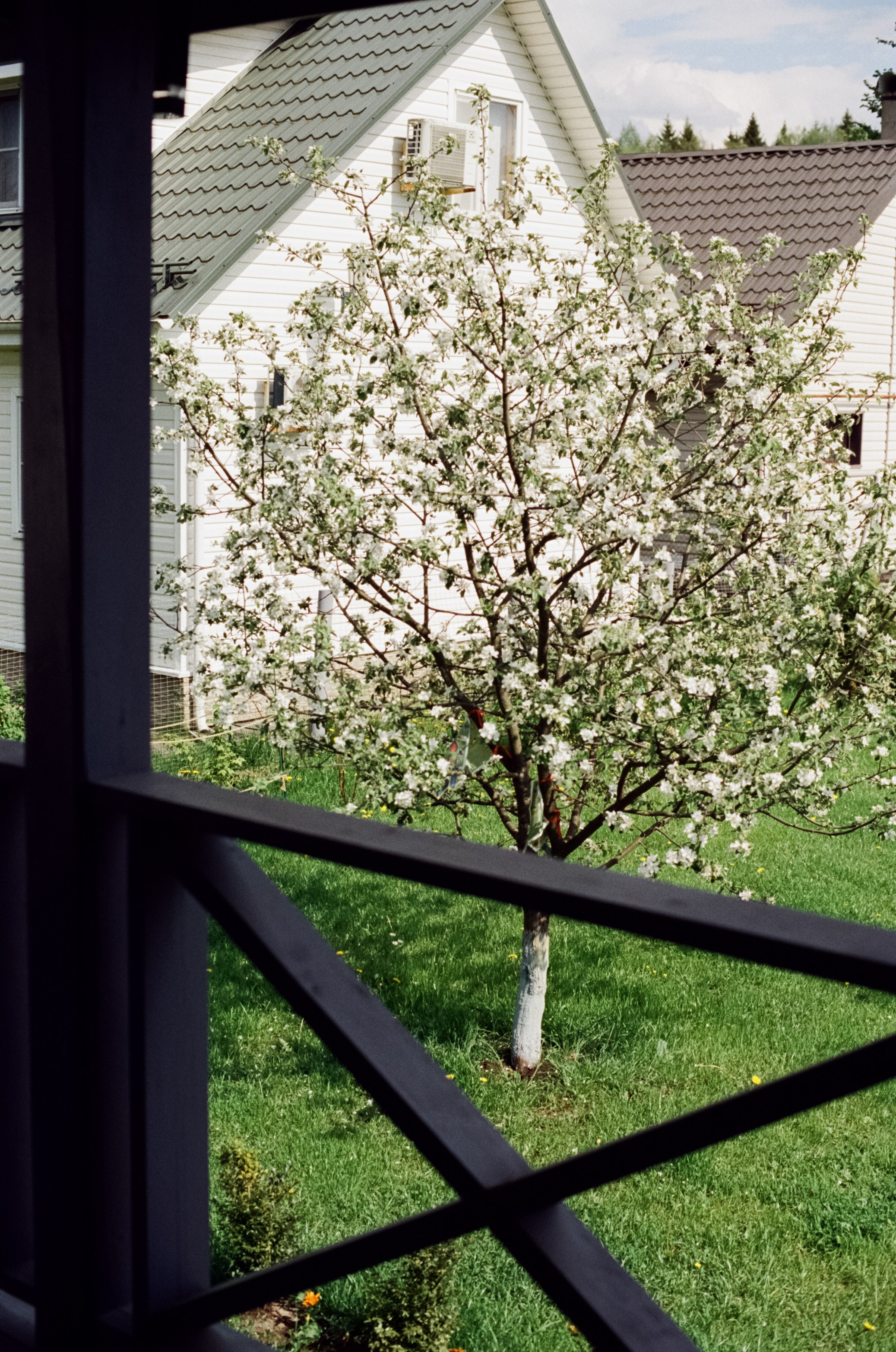 Nikon F100 — Micro-Nikkor-P.C Auto 55 mm f3.5 | май 2025 года | Давыдовское