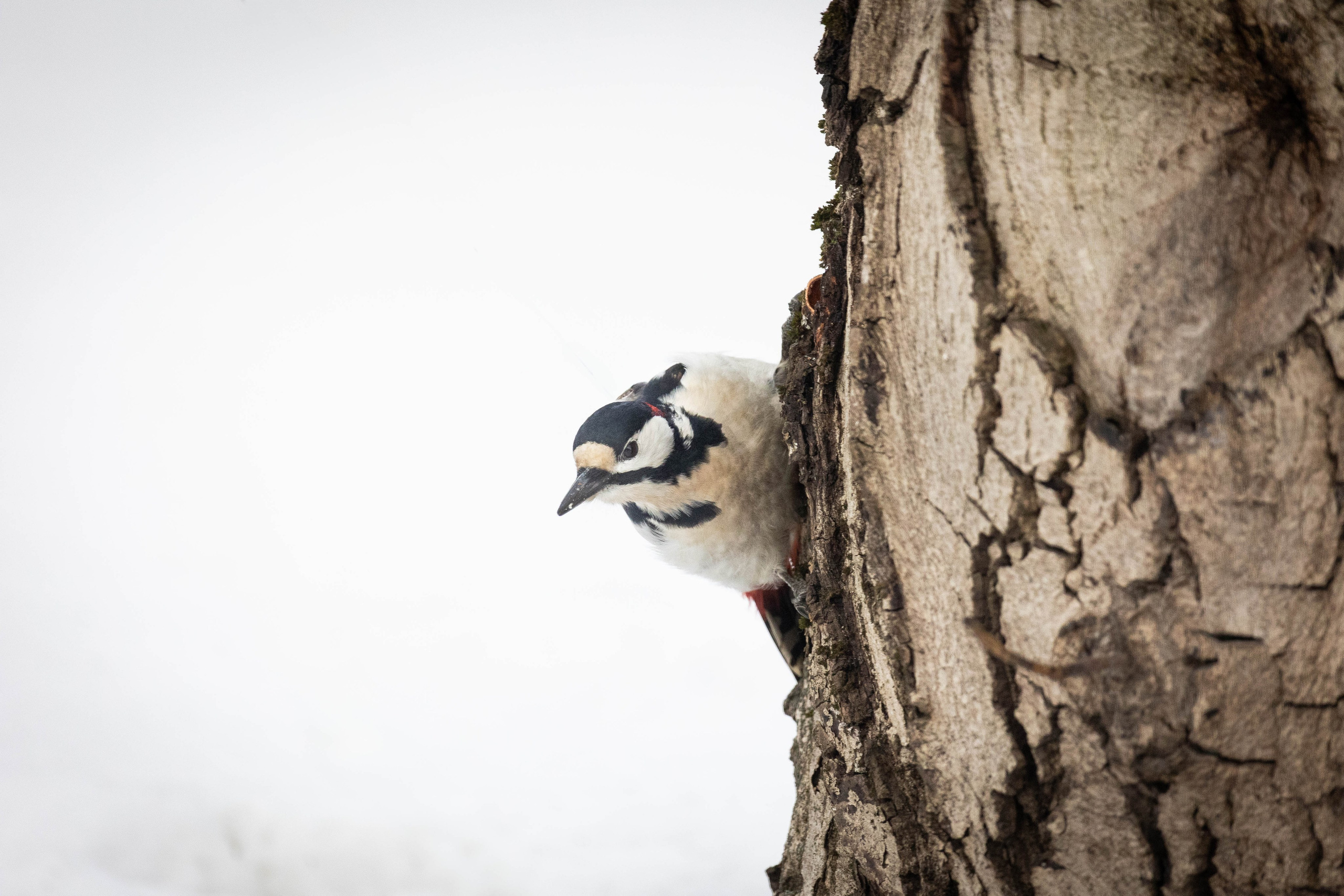 Дикий животный мир. Фотограф-АниМалист Анна Абрамова