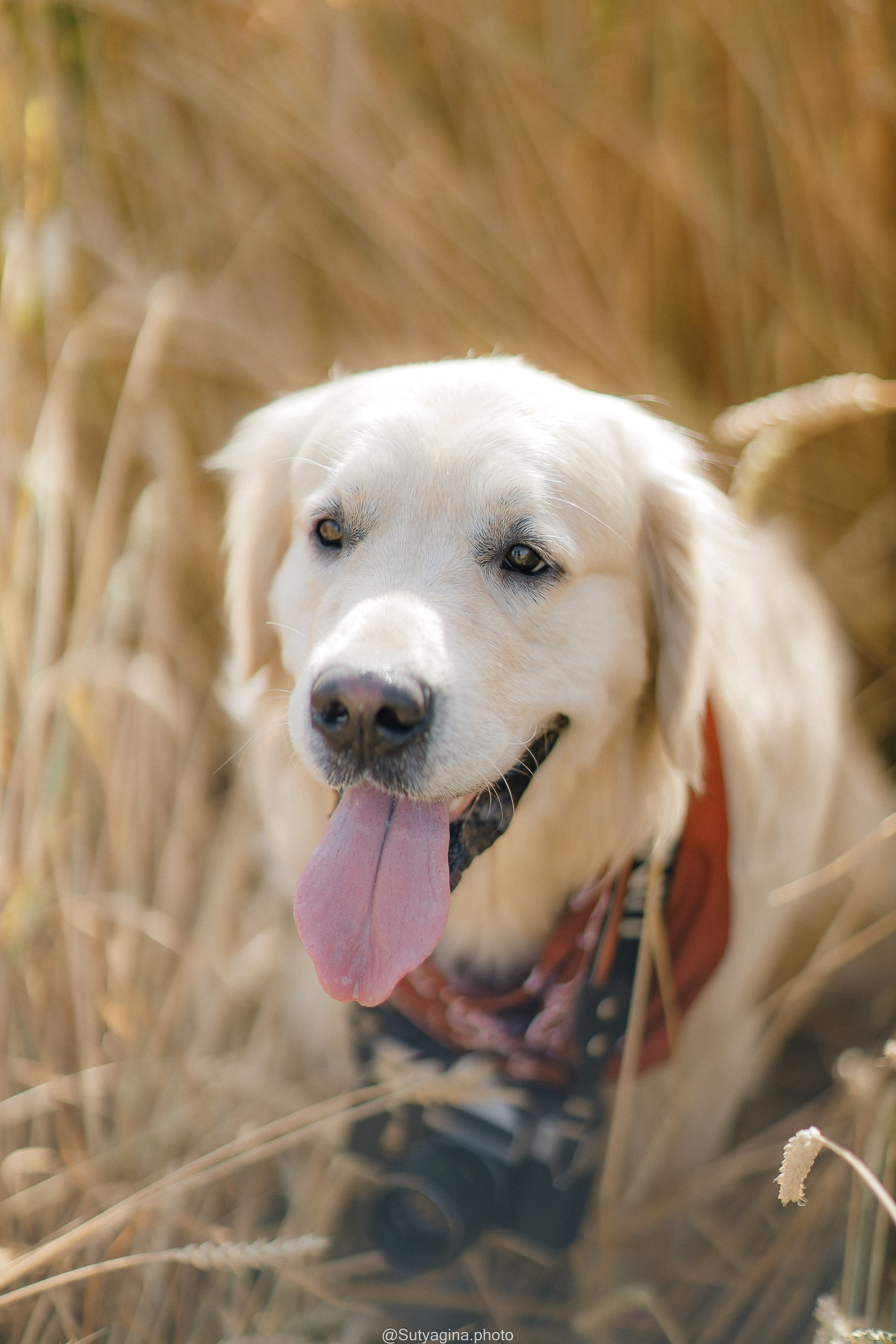 Золотистый ретривер Снежик. Свадебный и женский фотограф