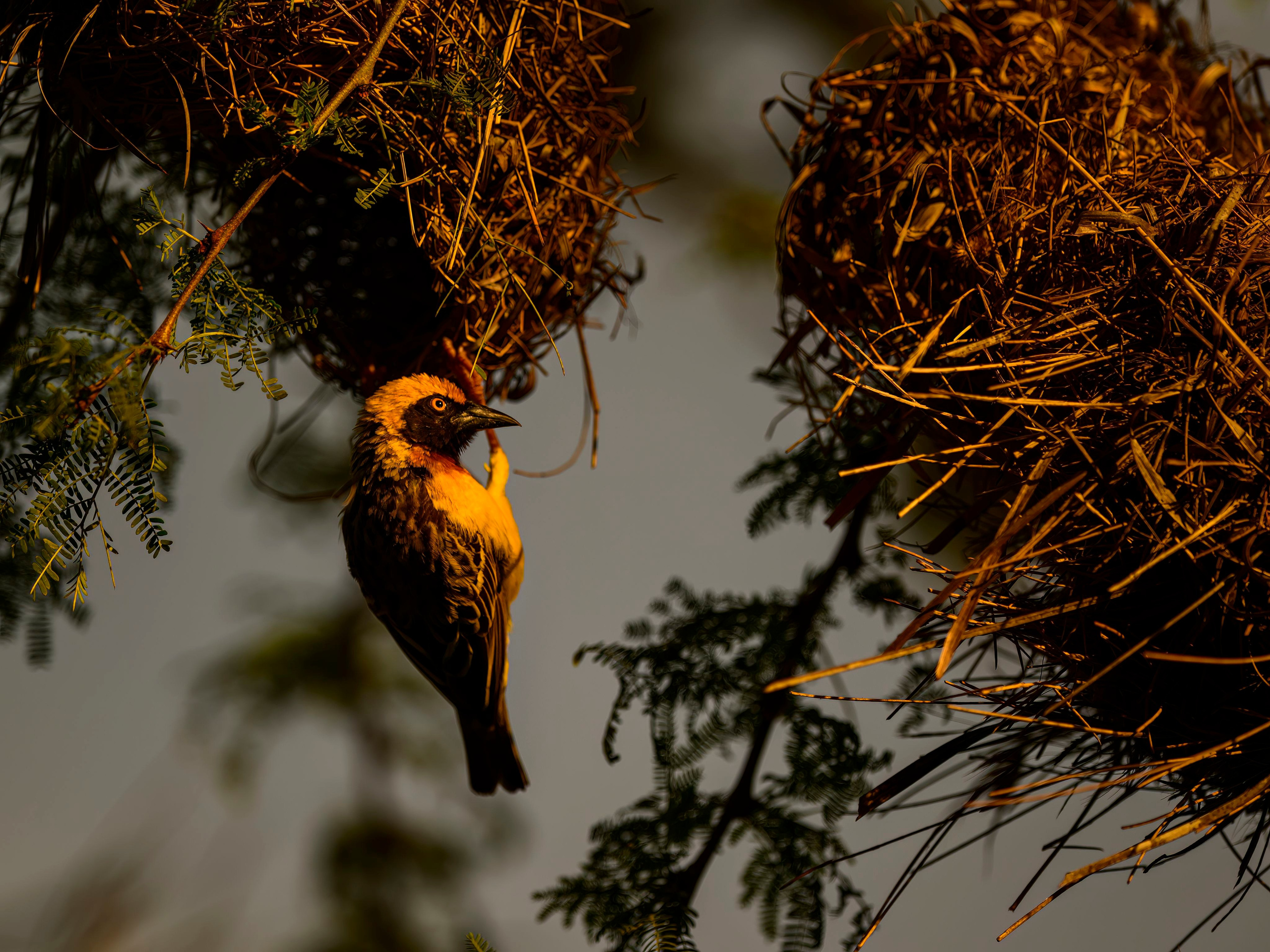 Кения. Wildlife photography by Sergey Puponin