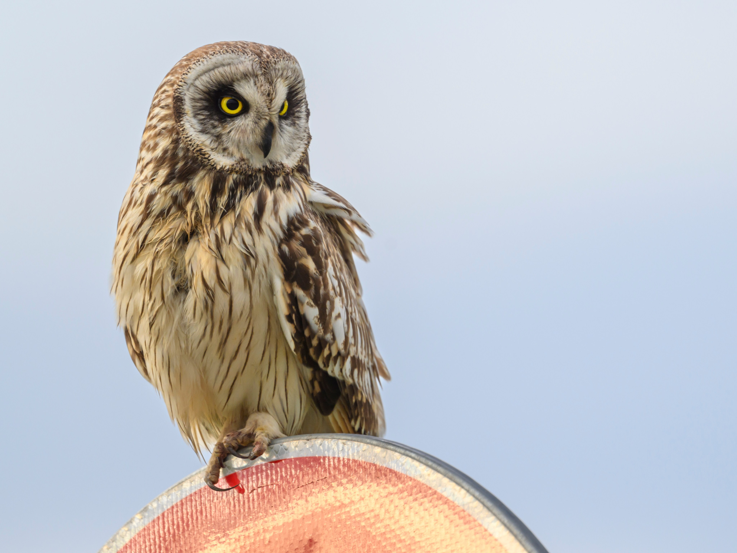Фотосессия совы. Фотограф Сергей Пупонин