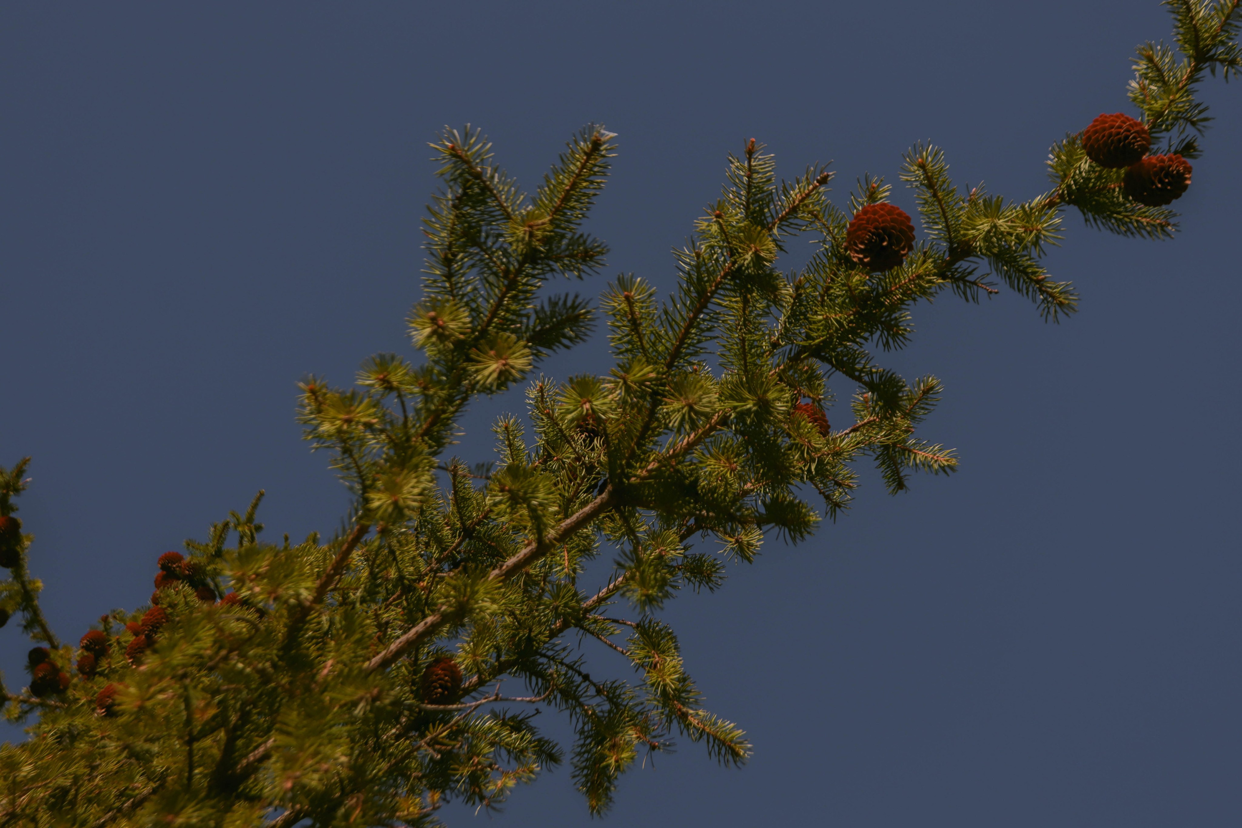 Альметьевск. Фотограф и видеограф в Бугульме Аня Трутнева