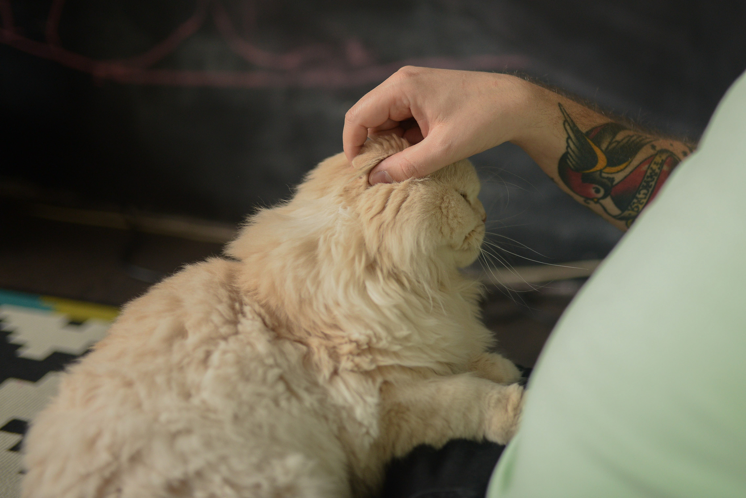 Домашняя семейная съемка. Семейный фотограф в Москве Ольга Барсукова