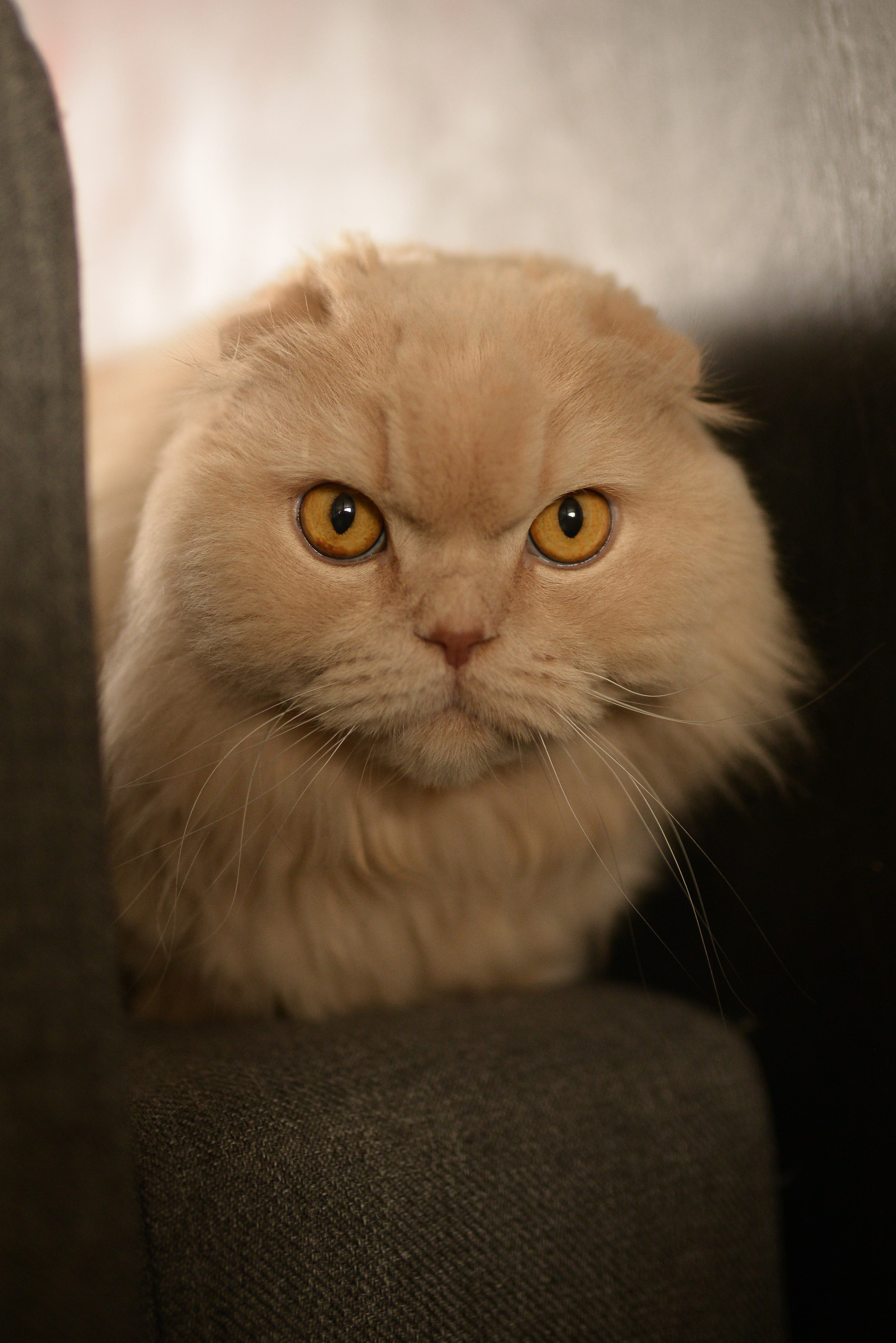 Домашняя семейная съемка. Семейный фотограф в Москве Ольга Барсукова