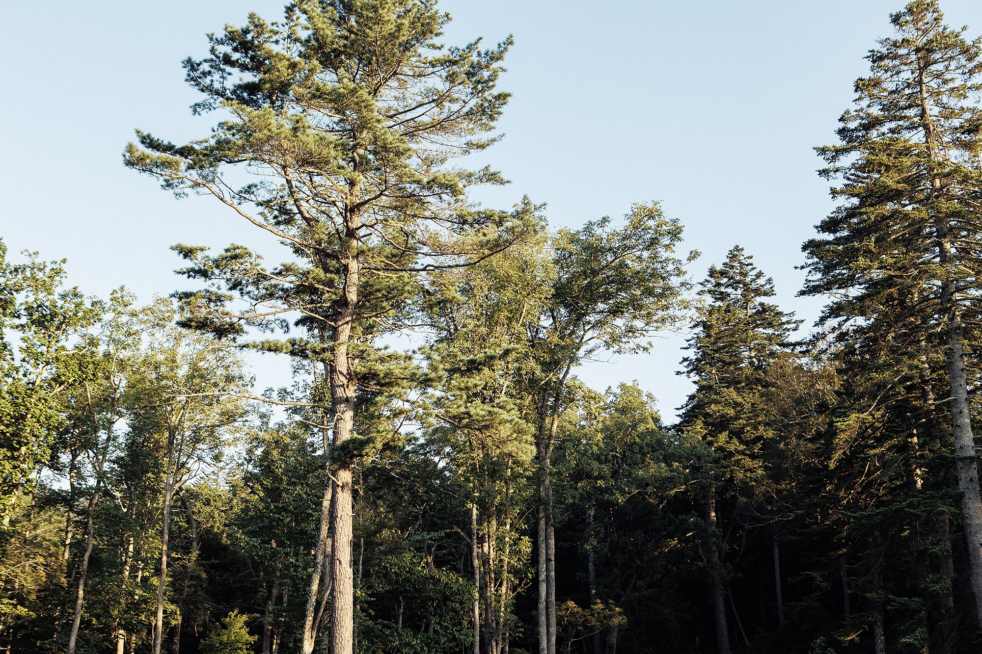 Настя и Игорь 17.08.24. Свадебный фотограф Владивосток Алина Гевондова