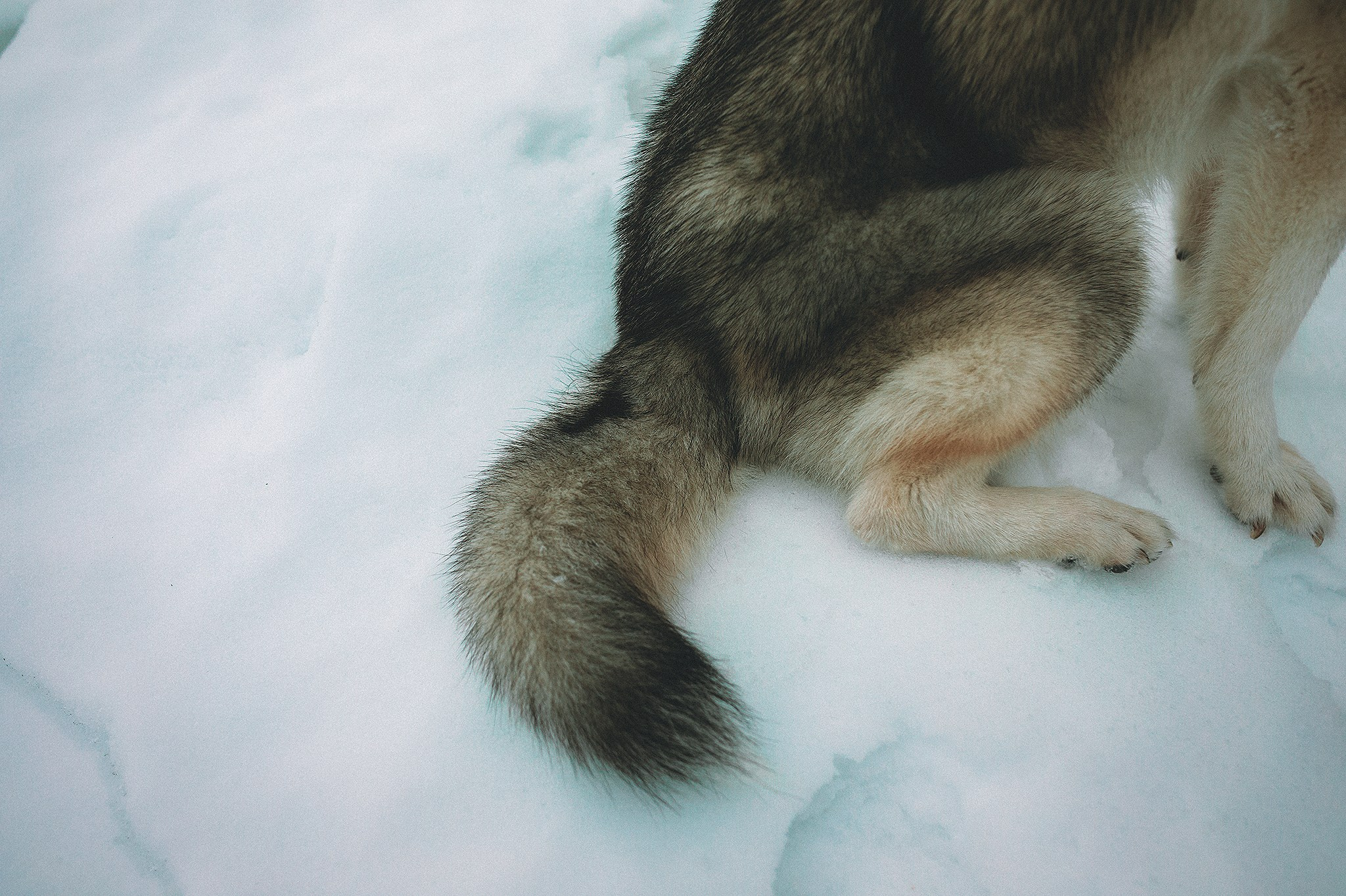 Даймонд и Настя. Фотограф-анималист • love-story • Санкт-Петербург