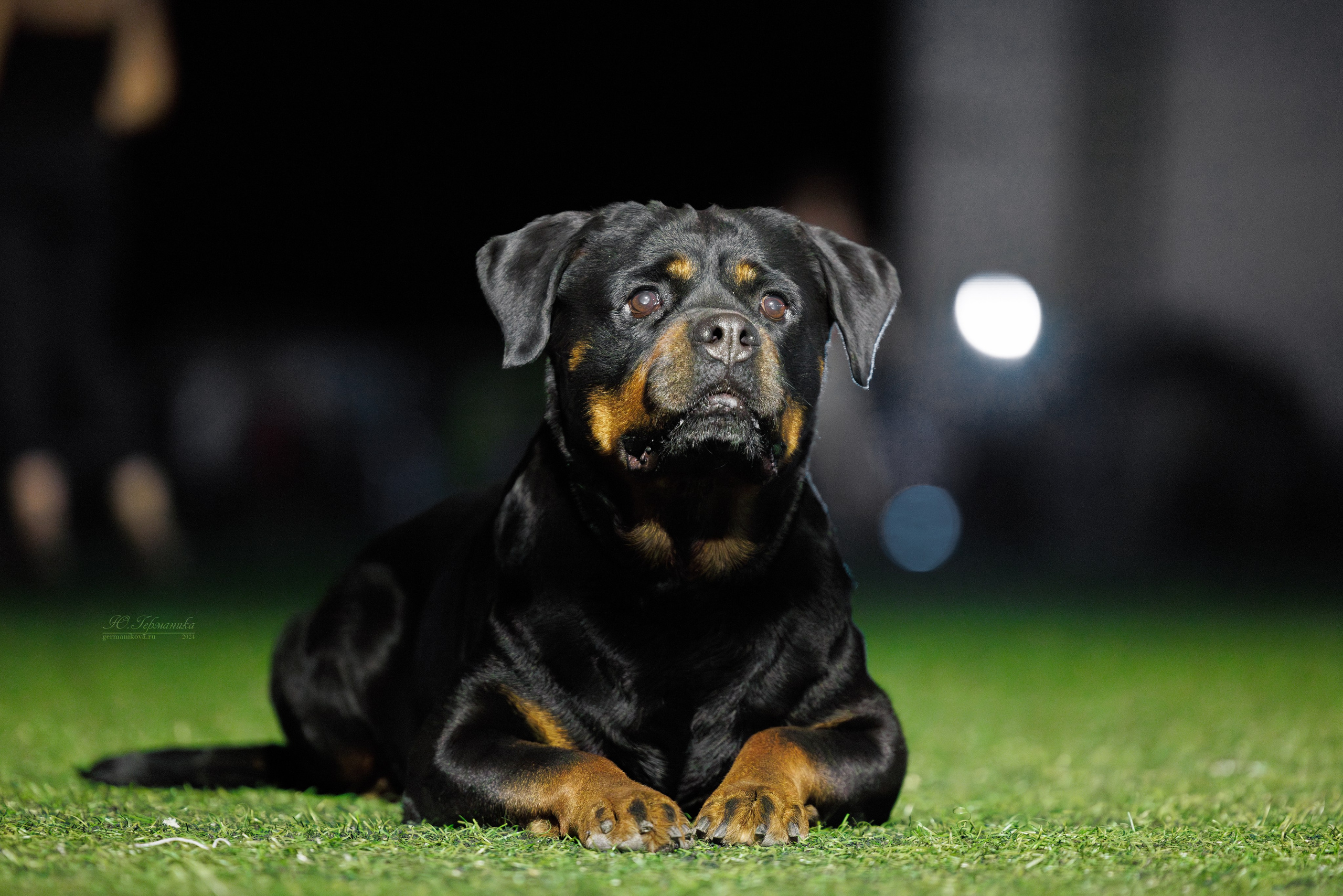 Волгоград 2-4.08.2024. Фотограф-анималист Юлия Германика