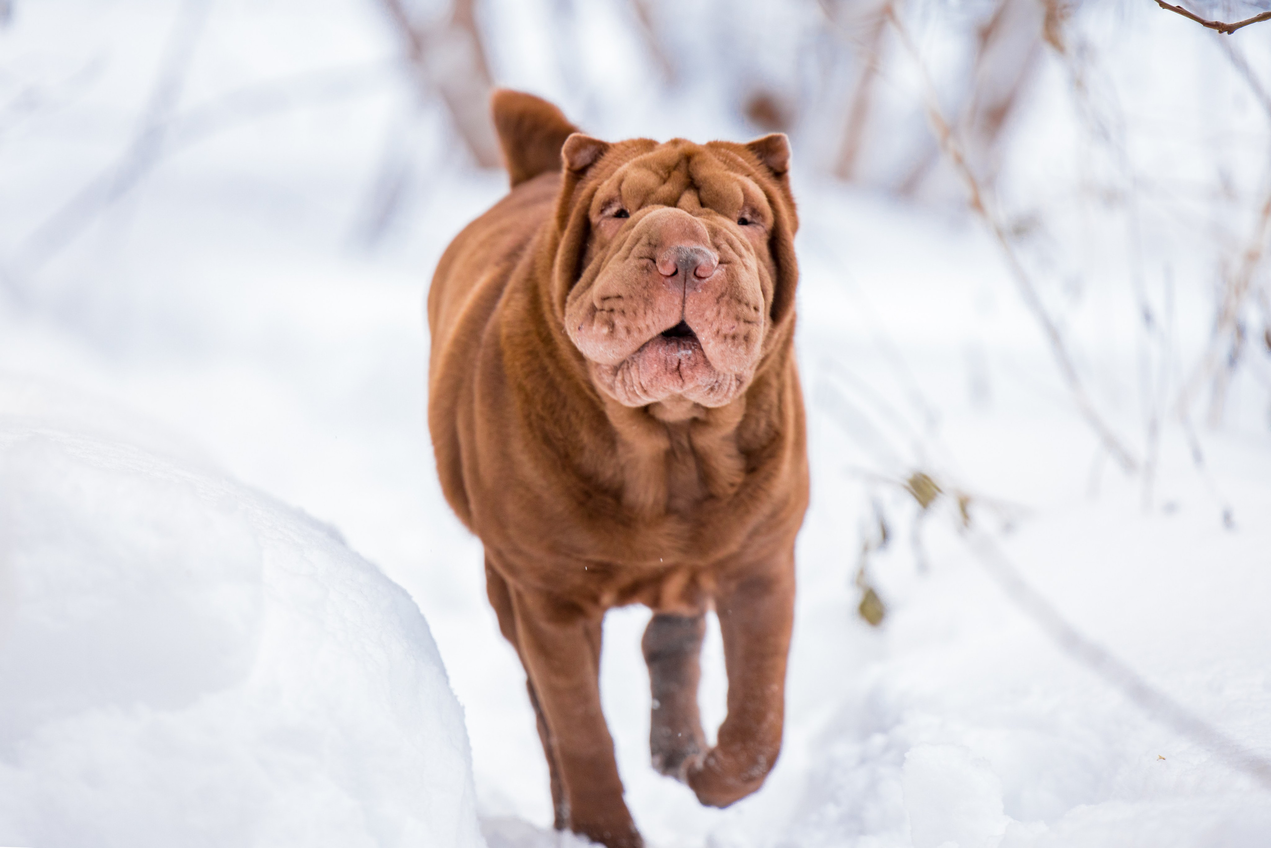 В гостях у шарпеев 16.01.2024. Фотограф-анималист Юлия Германика