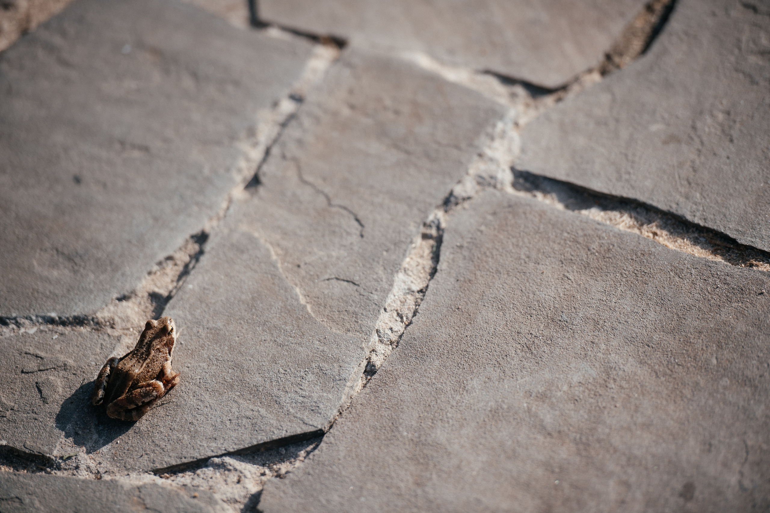 Dacha. Алина Посторонка