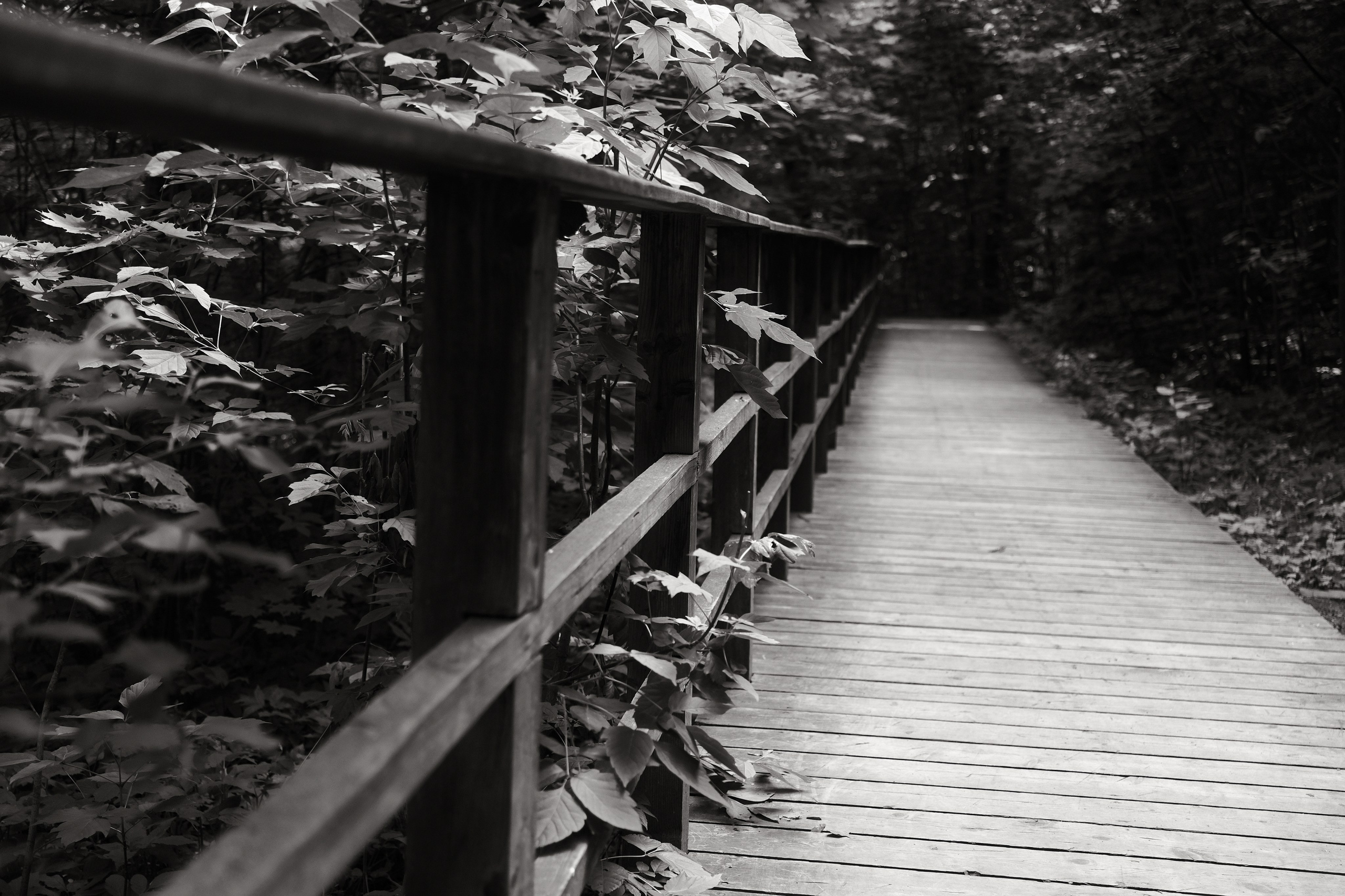 Прогулка по Воробьёвым горам. Фотограф Михаил Ерохин | Москва