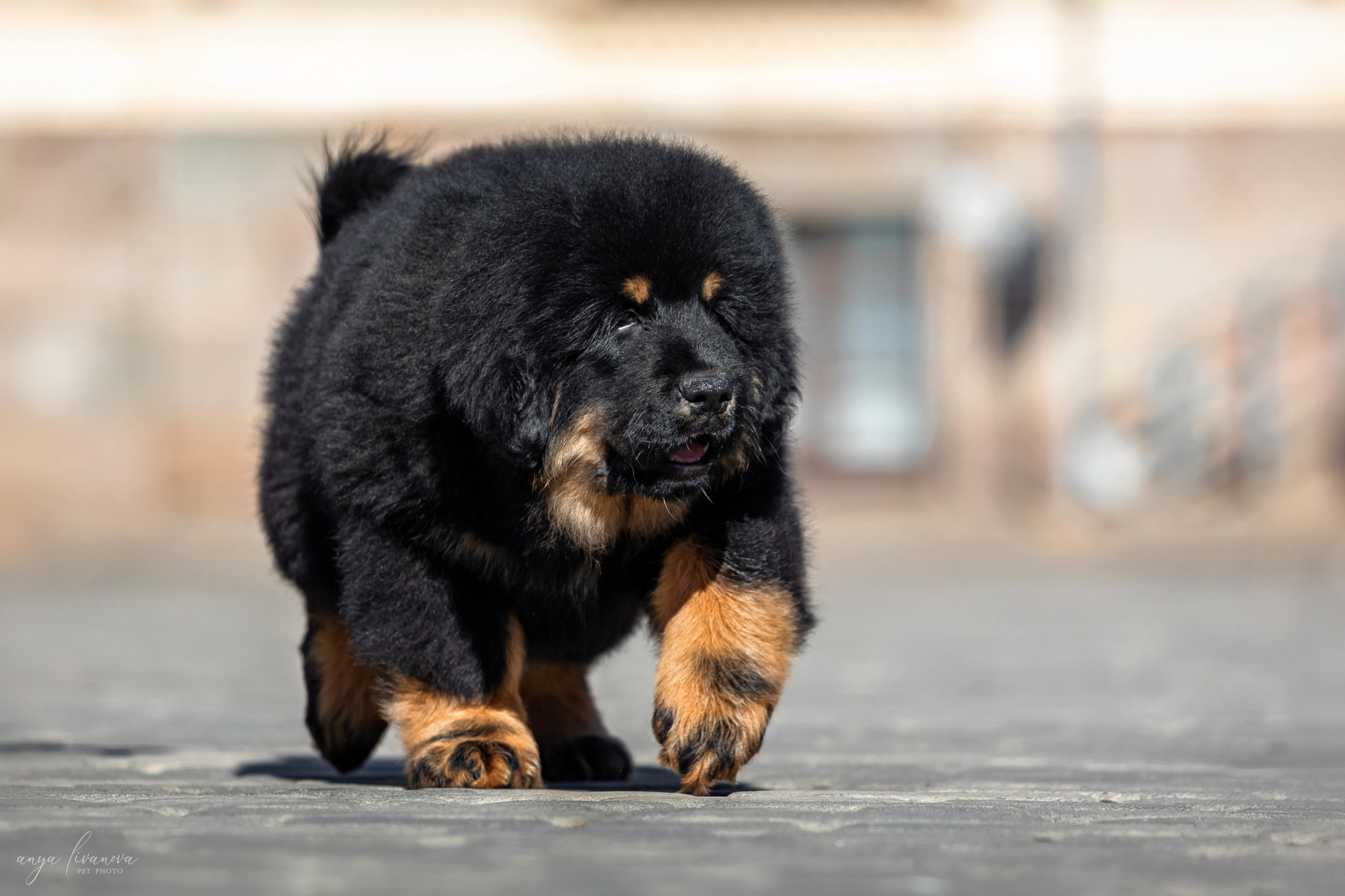 Тибеты. Фотограф анималист Аня Ливанова | Рыбинск