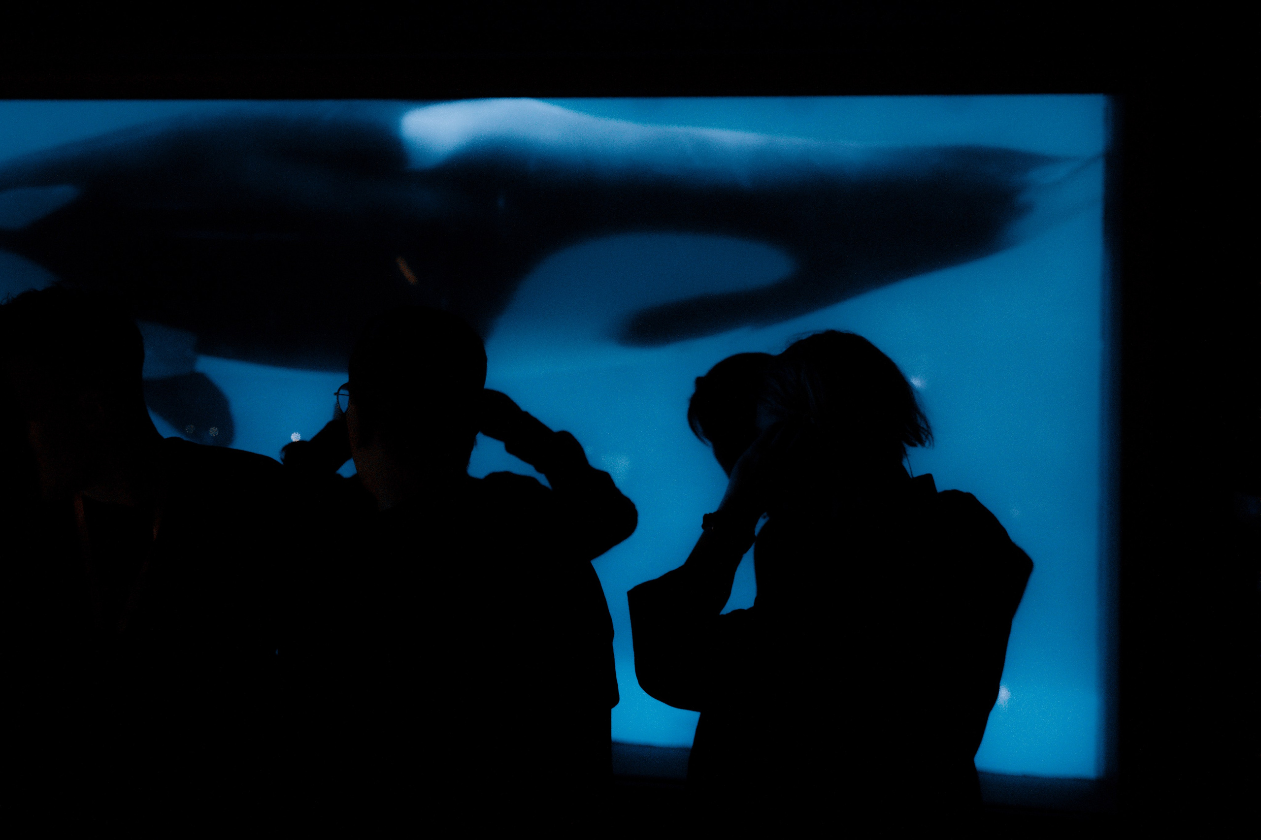 Море Музыки в Москвариуме