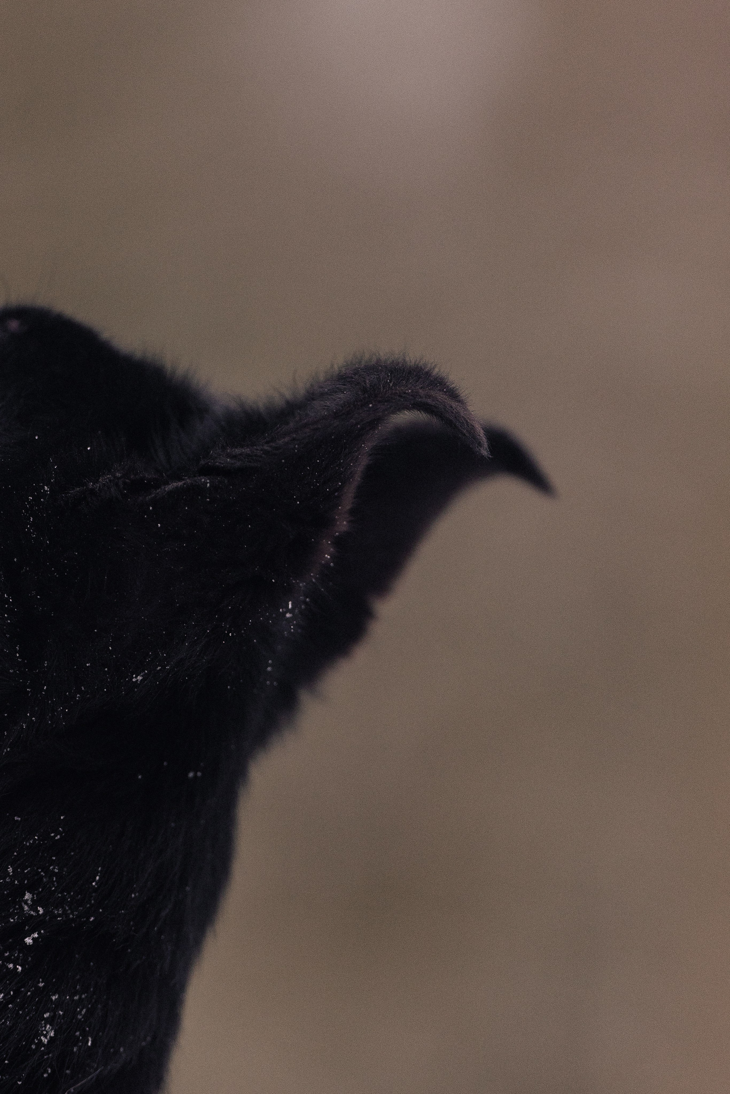 Немецкая овчарка. Фотограф и видеограф анималист Аганина Дарья